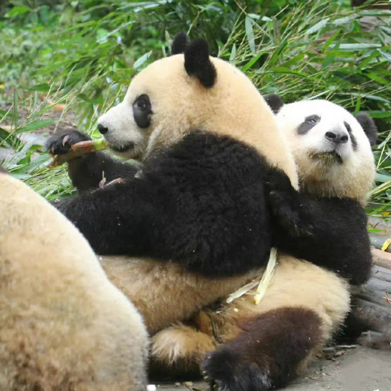 二狗姐姐你抬抬屁股,别顾着吃噻[委屈][委屈][委屈]