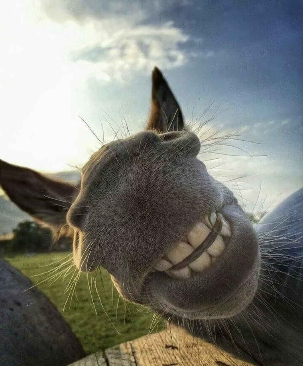 秋冬减肥逆袭指南# #搞笑萌宠# #爆笑动物在哪里