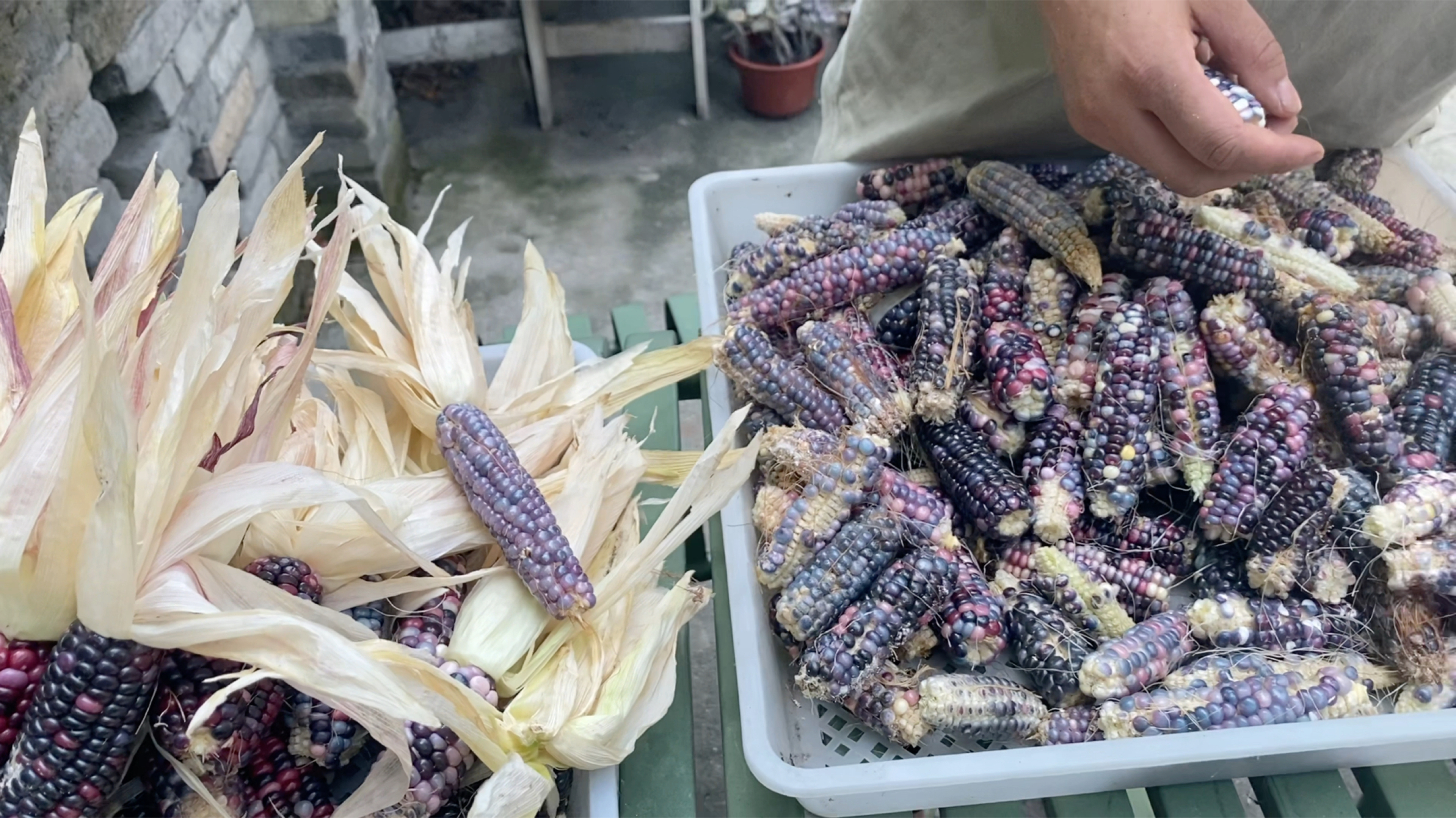 文玩玉米你见过吗?做爆米花,烤玉米,完美的做种子,差的喂鸡