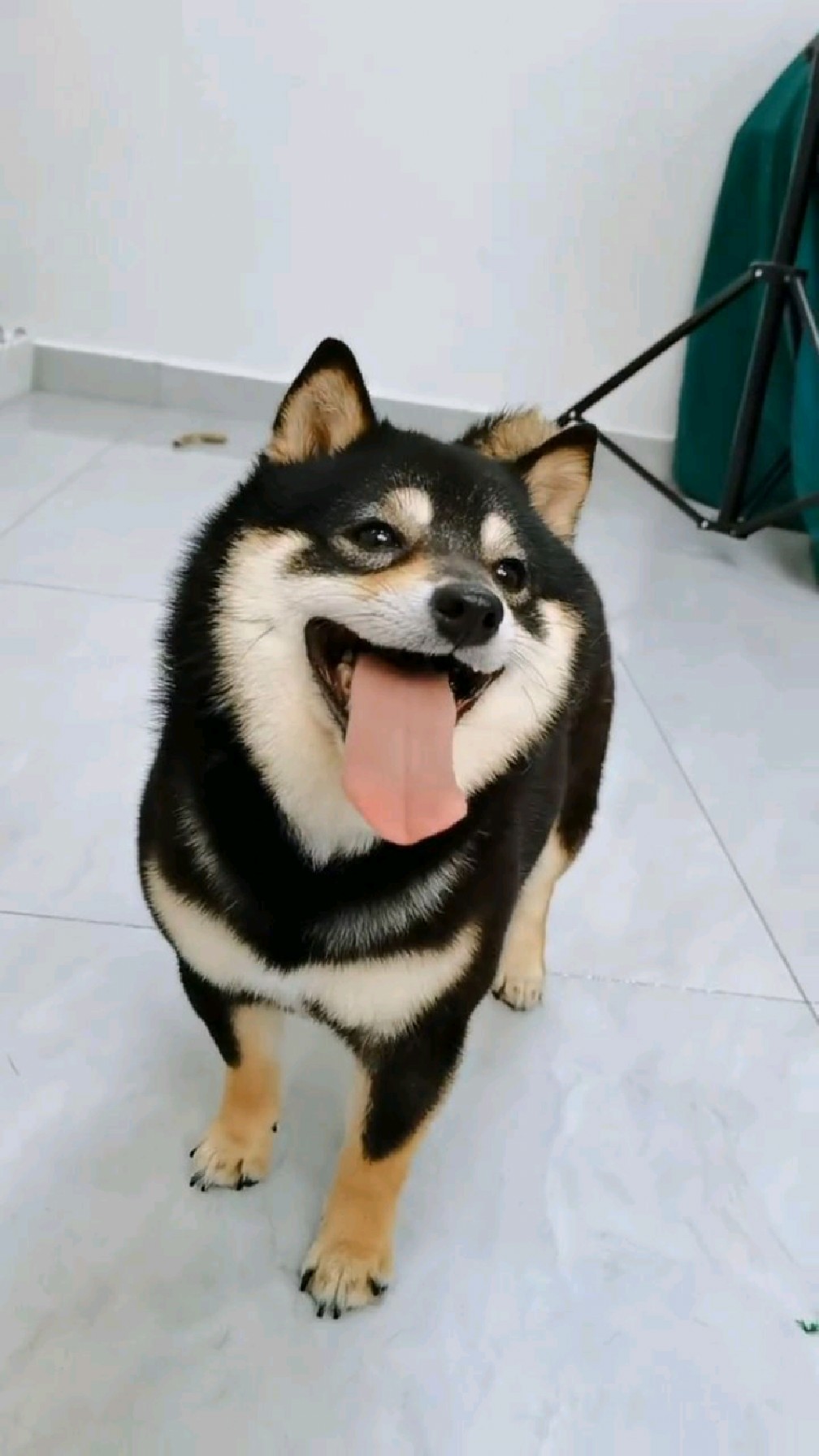 有谁会拒绝一只可爱又调皮的小黑豆柴呢～-度小视