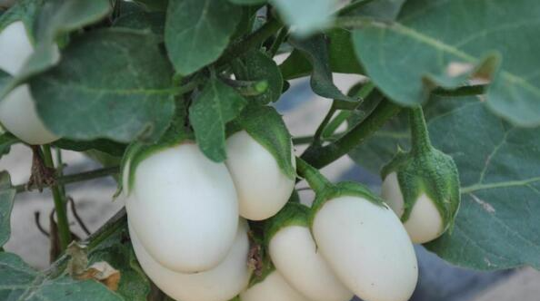 在家里种植"鸡蛋茄"盆栽,不但能观赏,还多了收获的乐趣