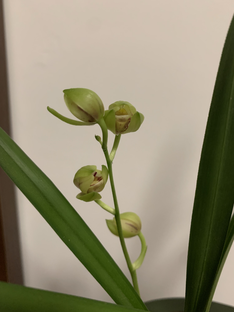 建兰浏阳荷,开到凋谢,也是含苞待放的样子.真是,至死是少年.