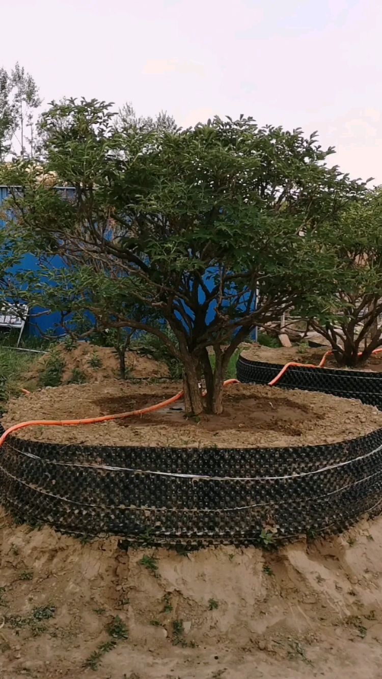 精品百年紫斑牡丹!