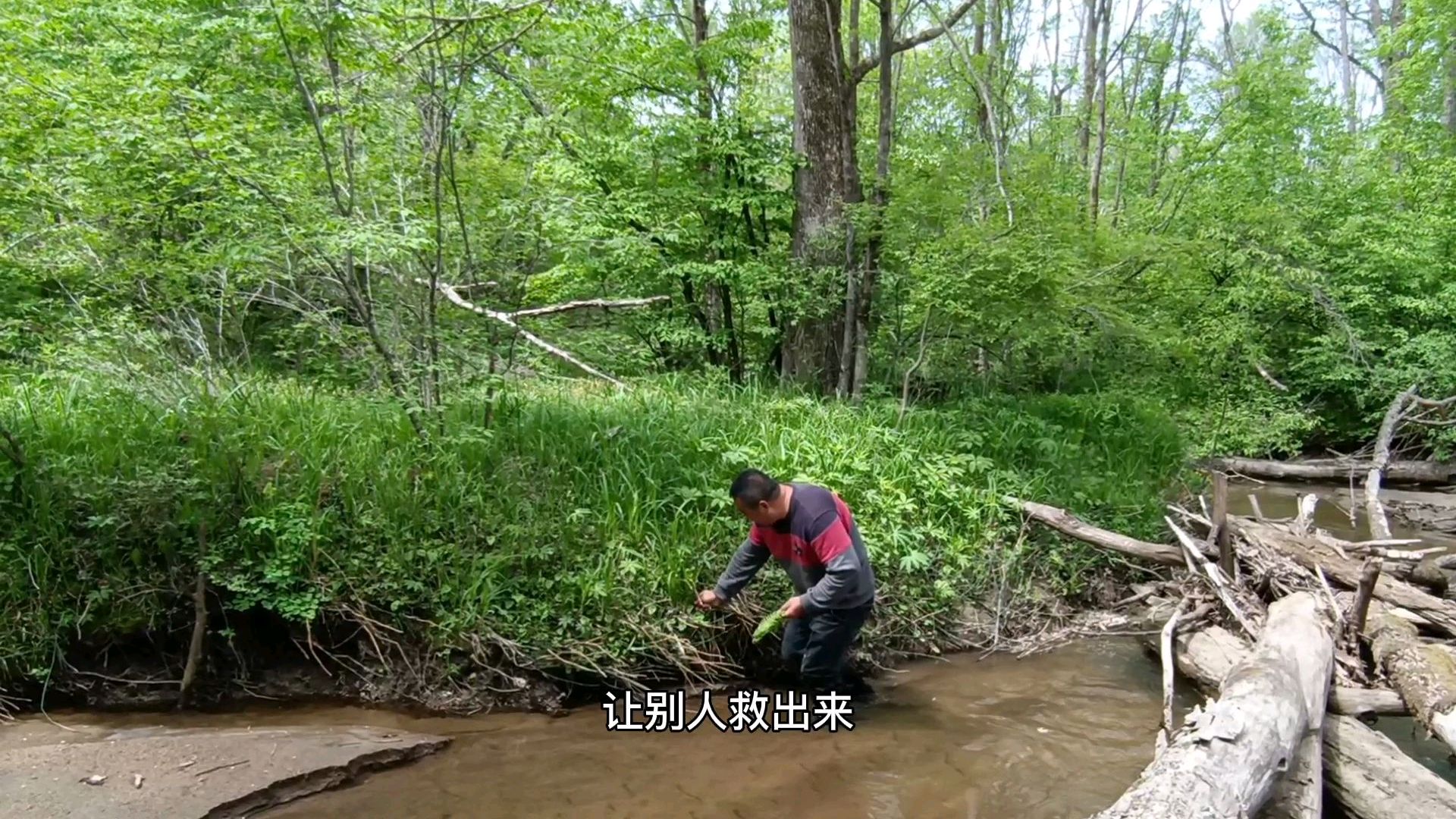 我们村最美的季节,全家人上山采野菜,想包“广东菜馅”饺子