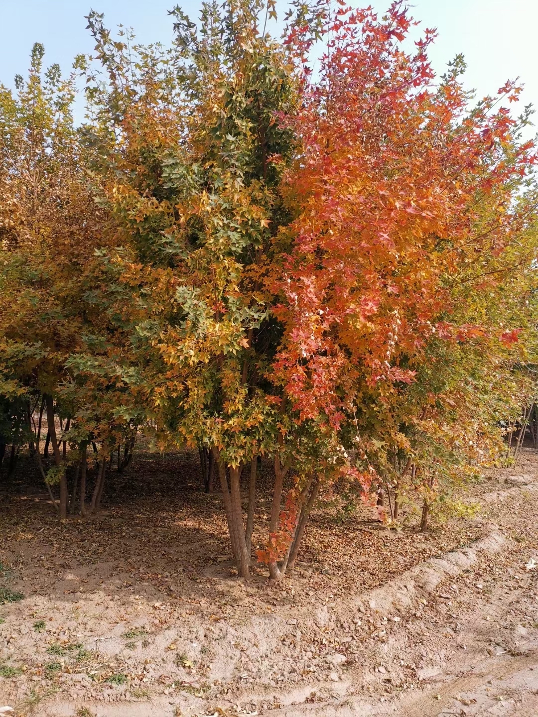 丛生元宝枫价格—元宝枫最新报价表—元宝枫多少钱—元宝枫树苗