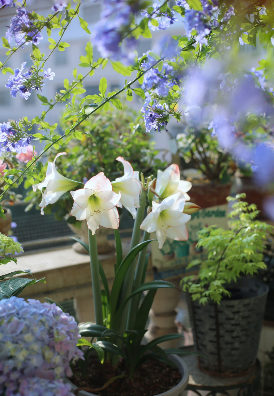 蓝雪花树下的朱顶红花边石竹 67