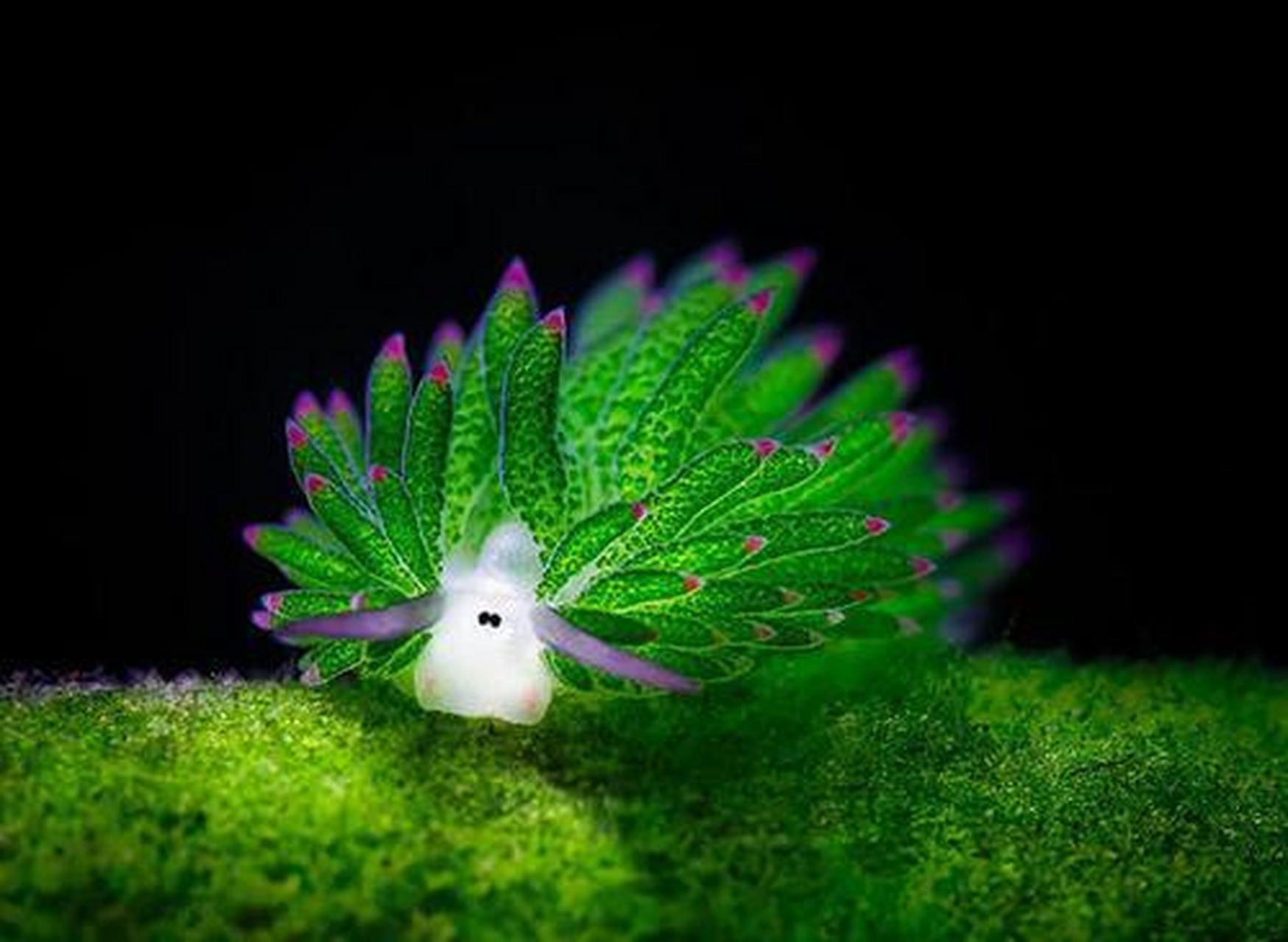 奇妙的动物-海蛞蝓 海蛞蝓又名海兔一种浅海贝类,是目前已知的第1种能