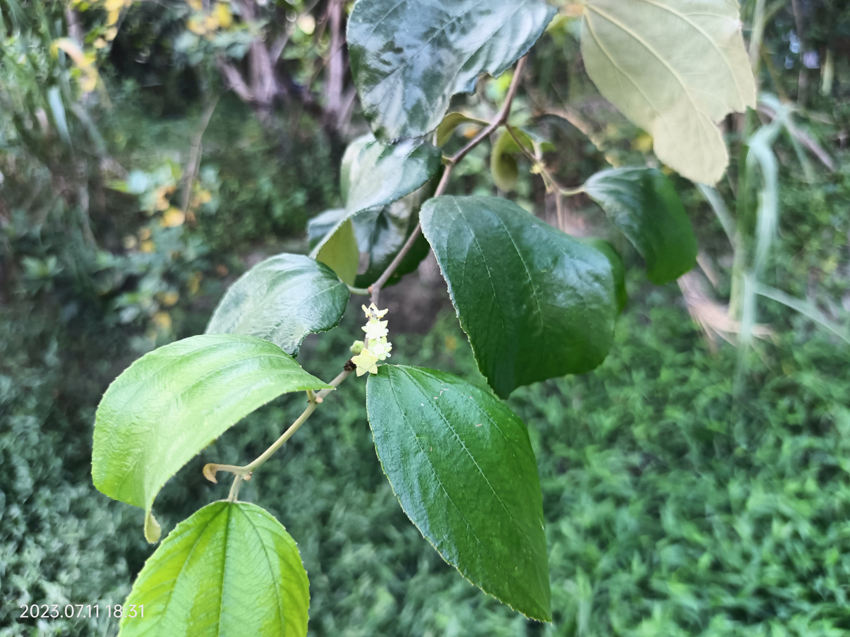 植物,水果,青枣开花了