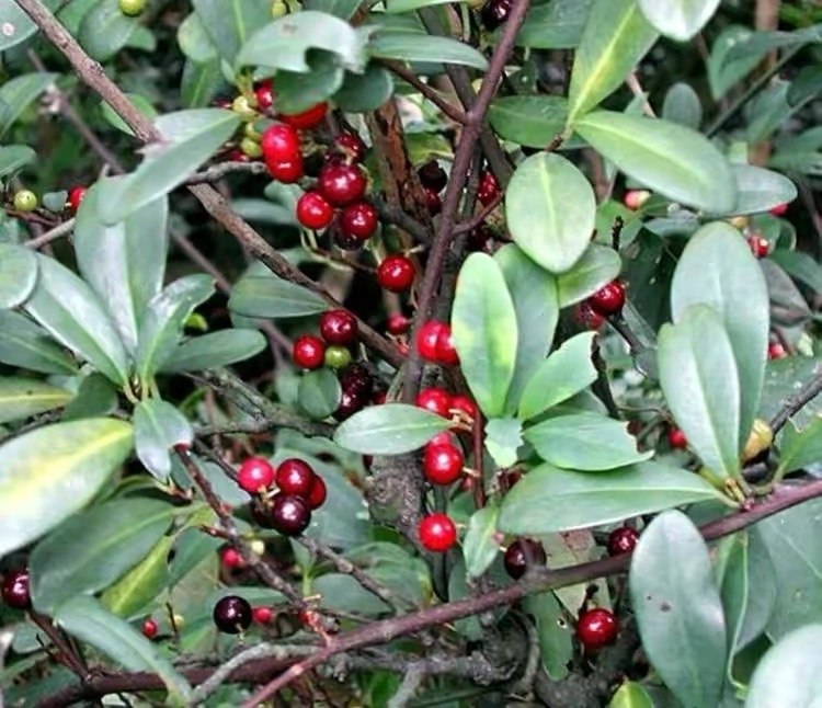 野外一种植物俗称"酸藤果",其果实酸酸甜甜的,你认识吗