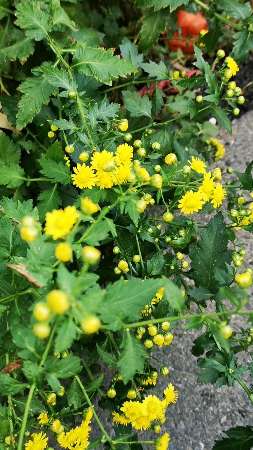 菊花脑,真正的秀色可餐,入口清新微凉,老南京人都爱它-度小视