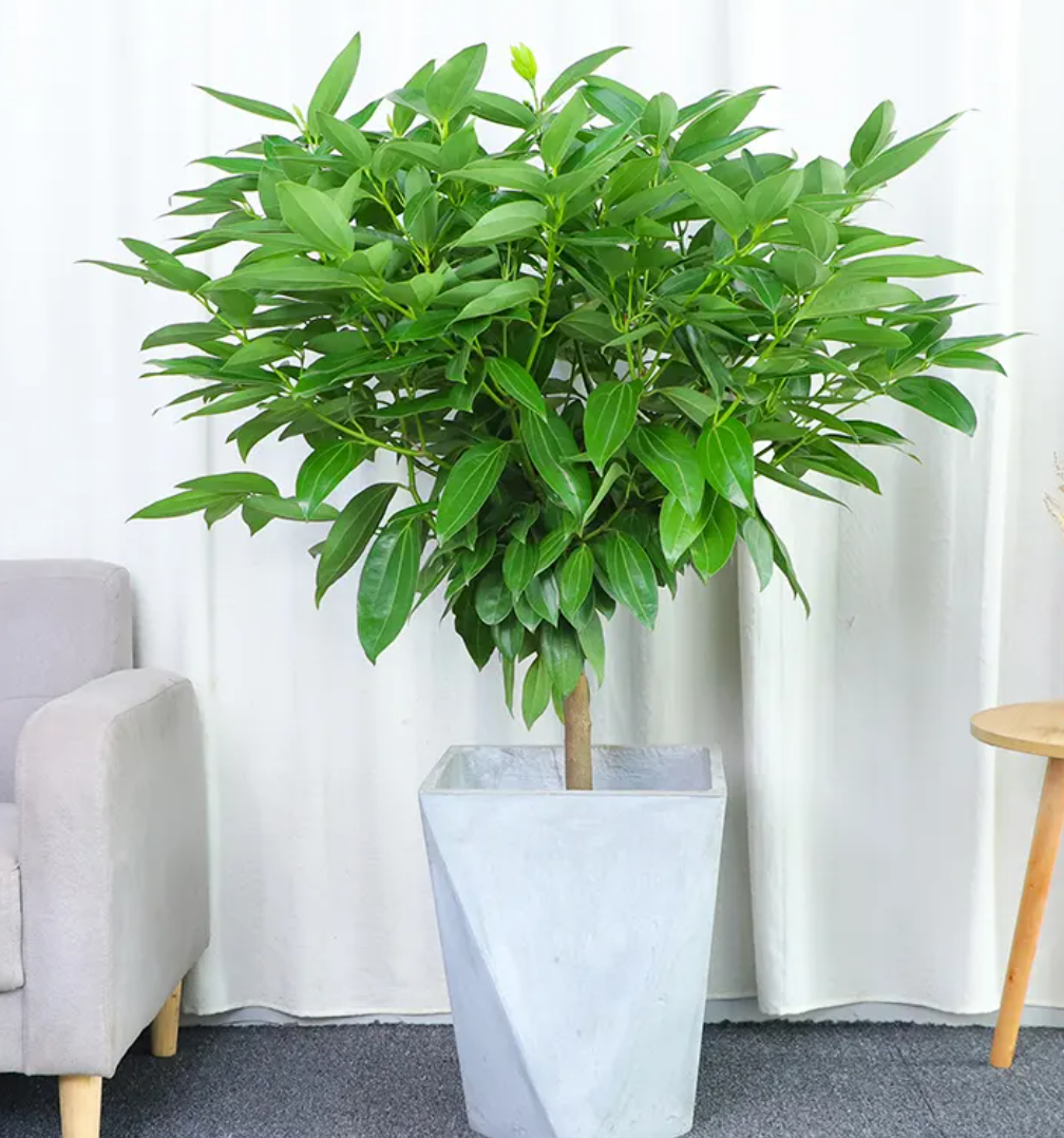 家里有这2种盆栽植物就够了,四季常青,寓意平安,幸福