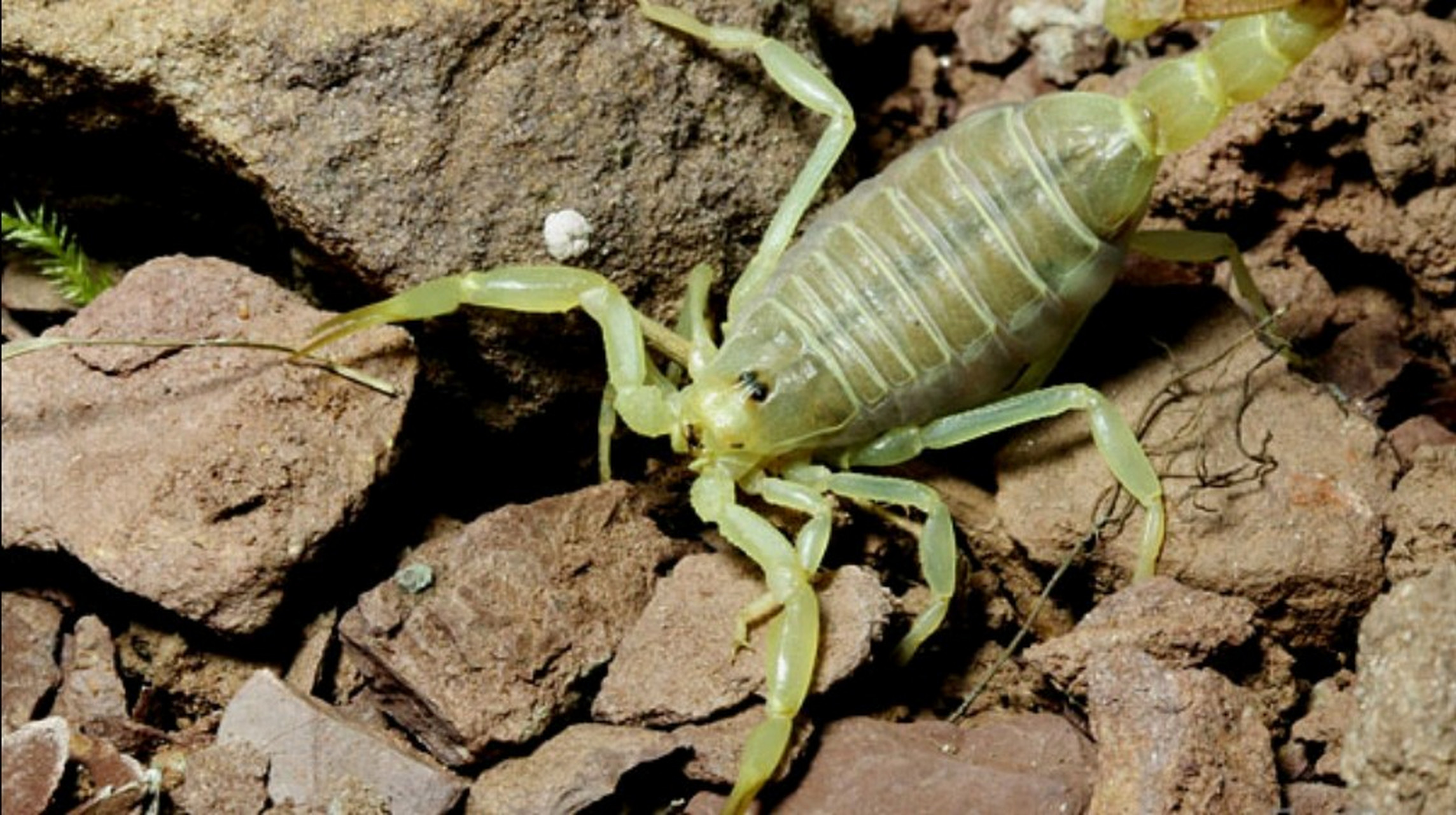 每天认识一种动物——荧光蝎 荧光蝎别名巴斯卡蝎,是蝎目,钳蝎科