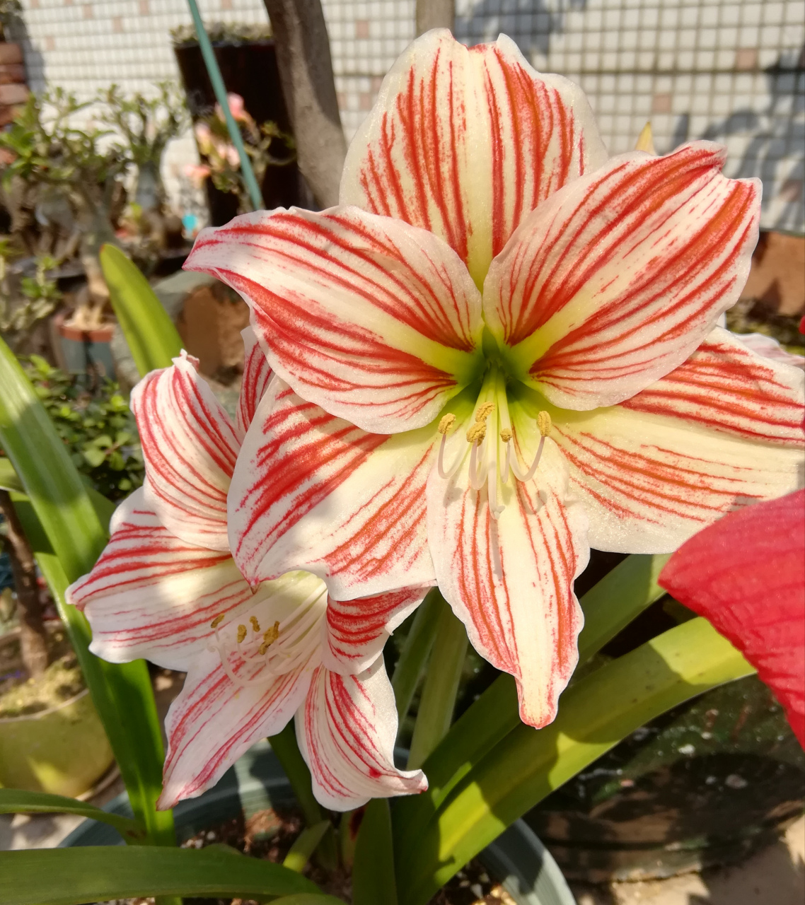 踩了不少坑才买到真的四川女王回来 朱顶红中土朱比洋朱便宜好多,但土