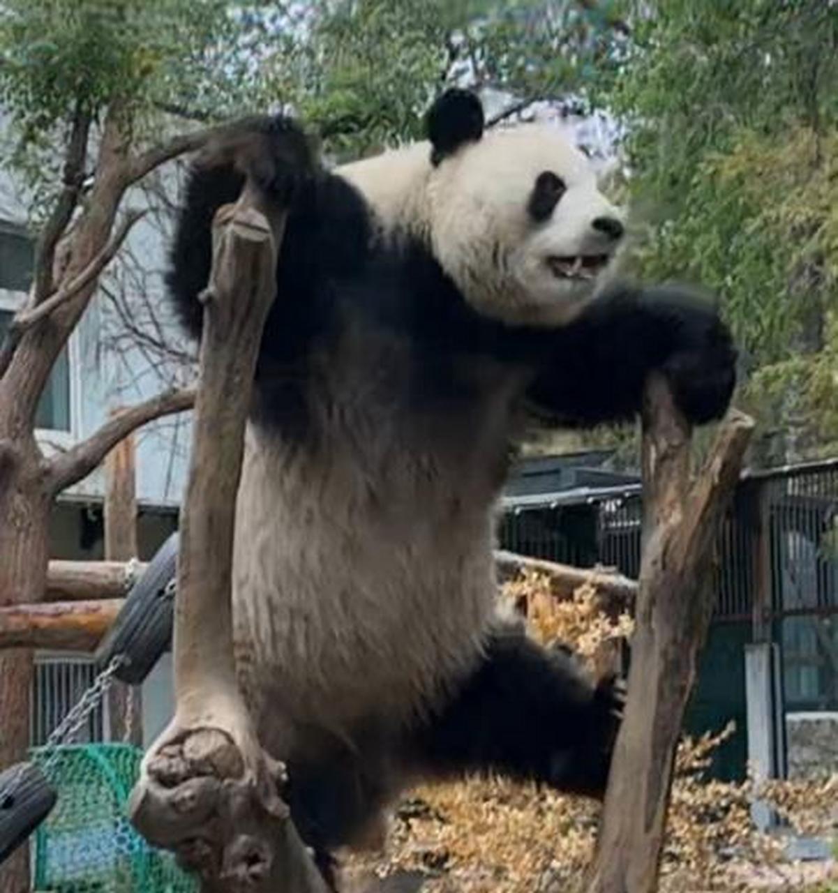 萌兰三太子商标被申请注册  近期,  北京动物园大熊猫萌兰多次登上热