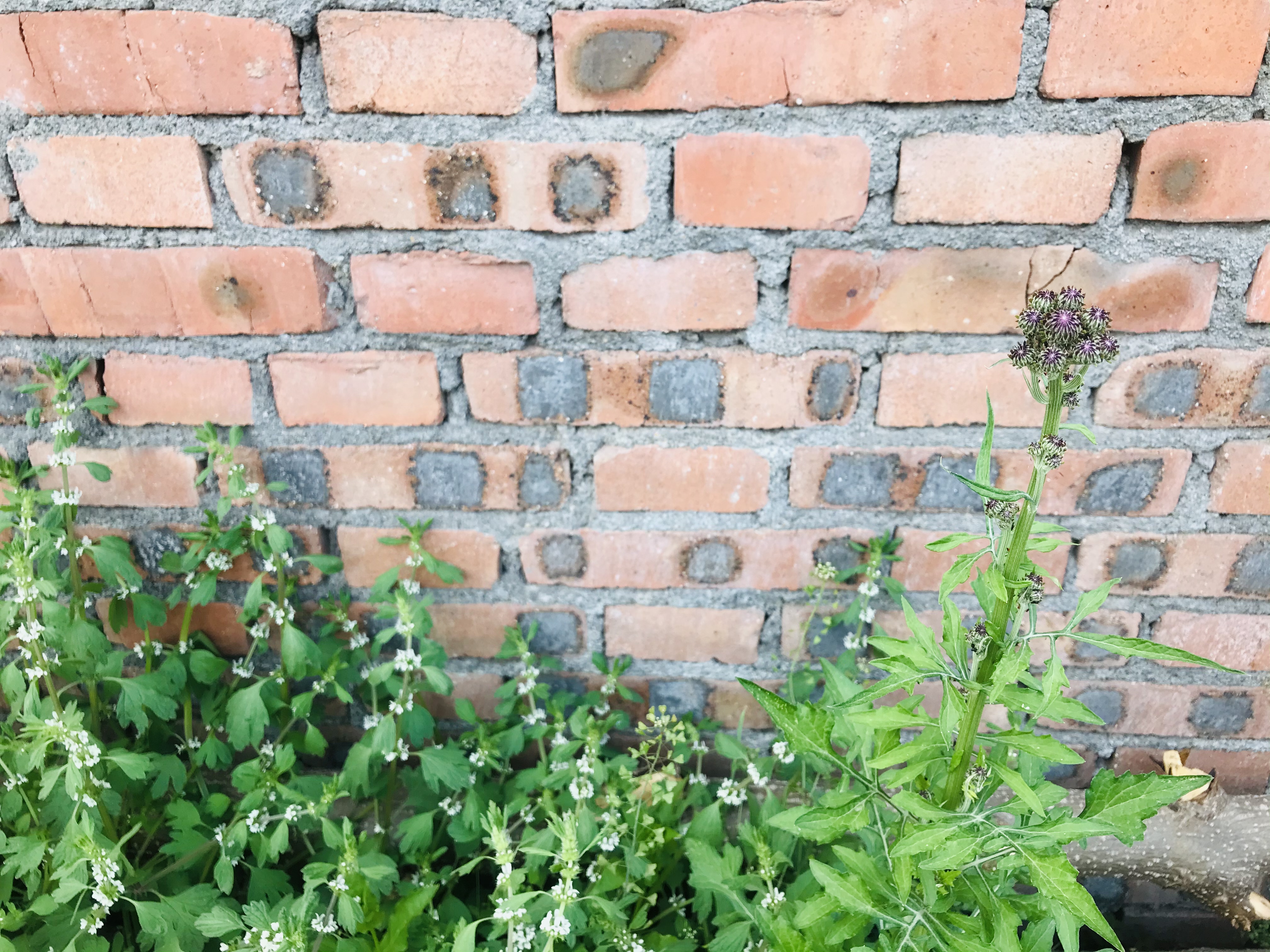 乡村里的红砖墙