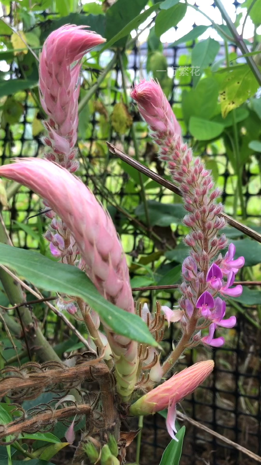 猫尾草是骡,马,牛极好的饲料,但不宜喂羊-度小视