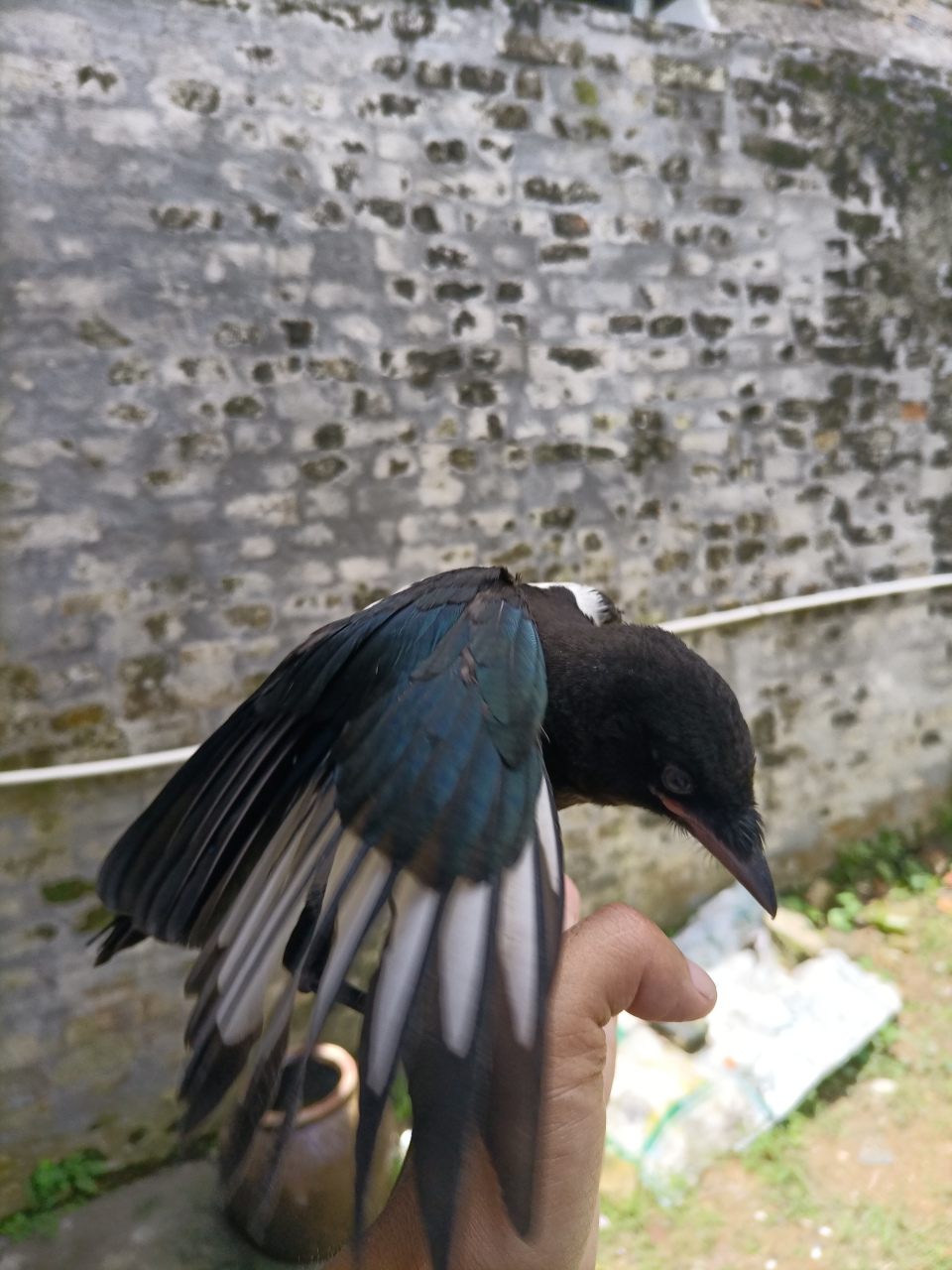 有朋友会看喜鹊公母吗?如果您是大神请帮帮忙分一下公母吧!