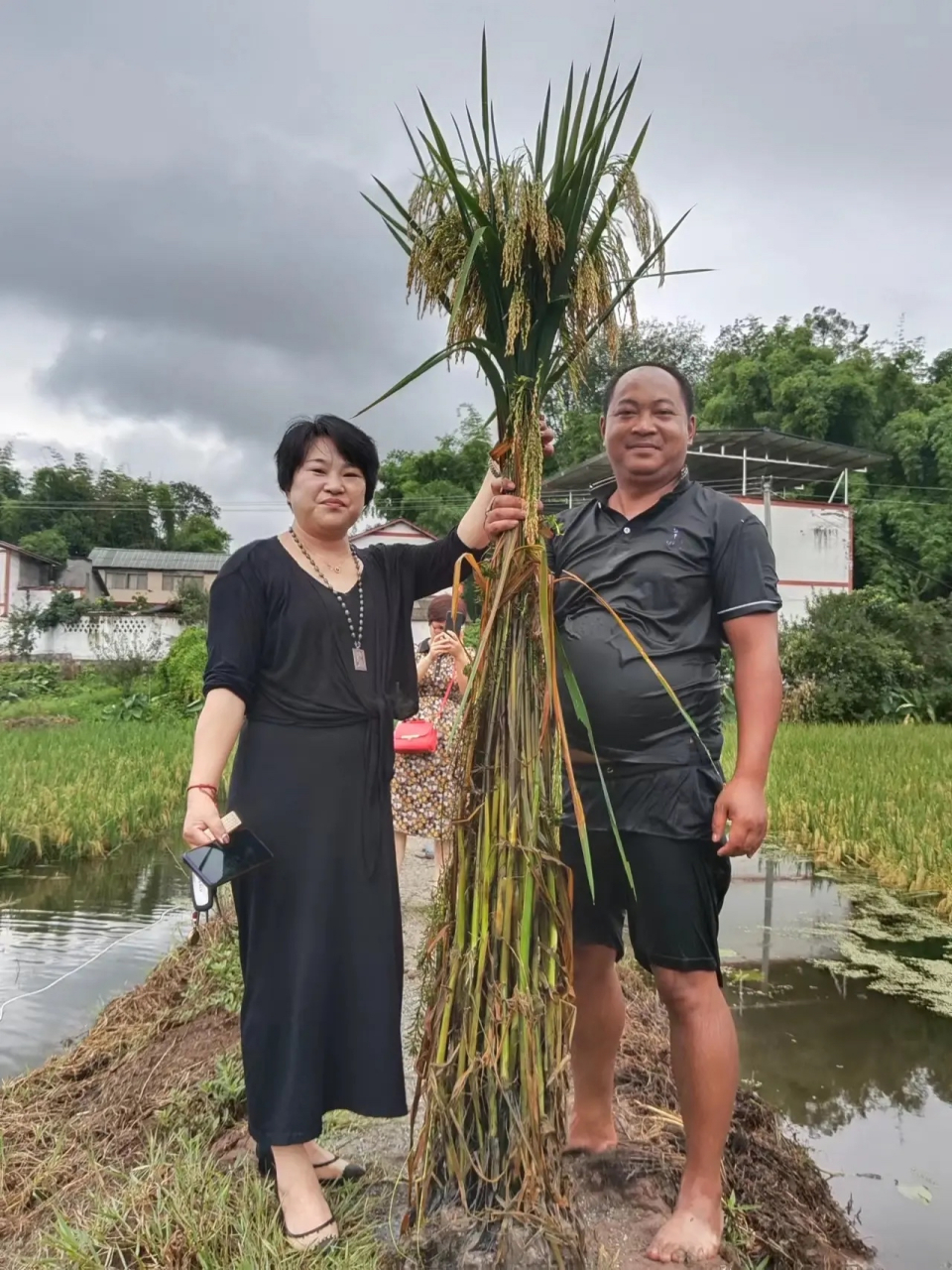 禾下乘凉梦,巨型水稻
