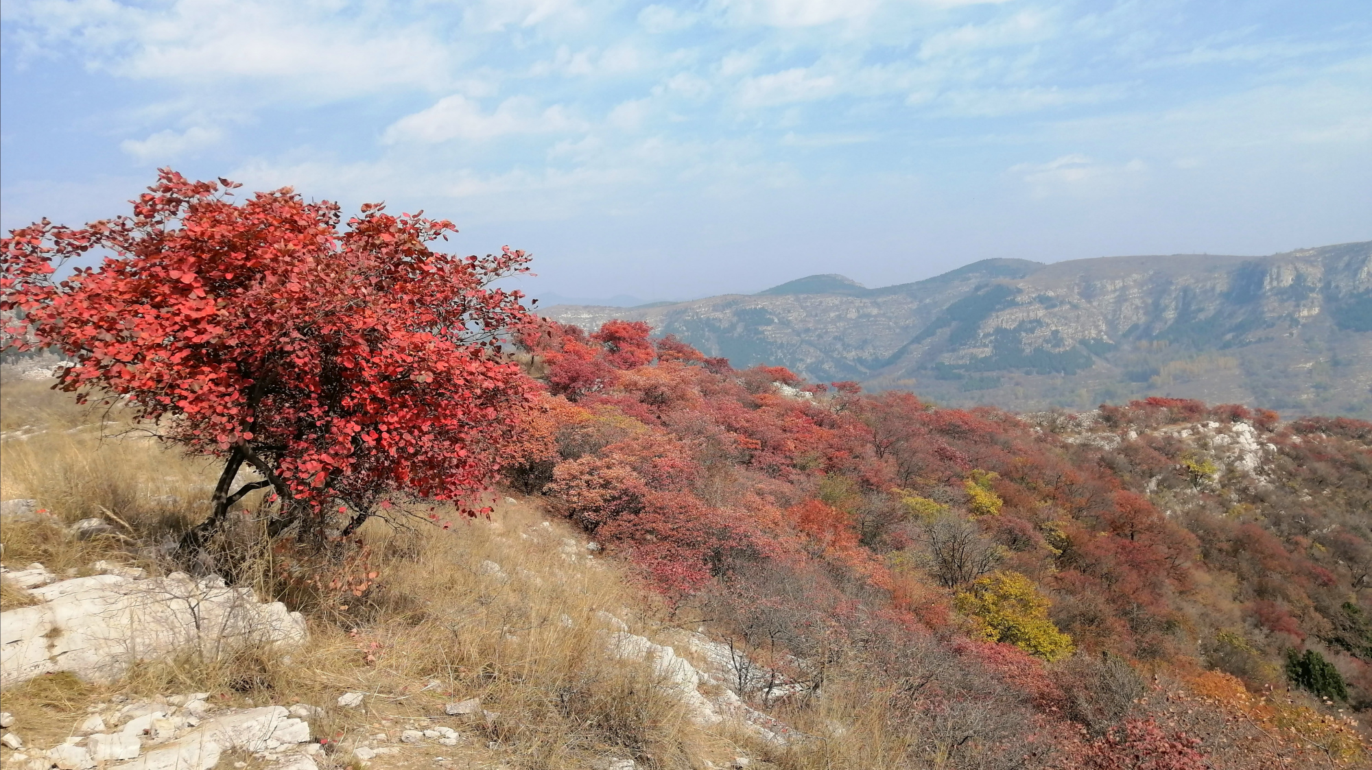 江山多娇〕博山九龙山:齐长城上红叶岭