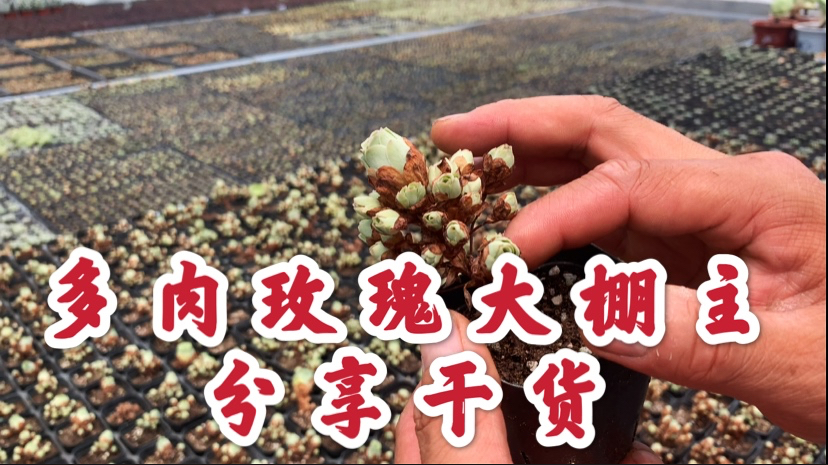 喜欢多肉玫瑰的朋友不可错过,看多年种植经验的大棚主给你讲干货