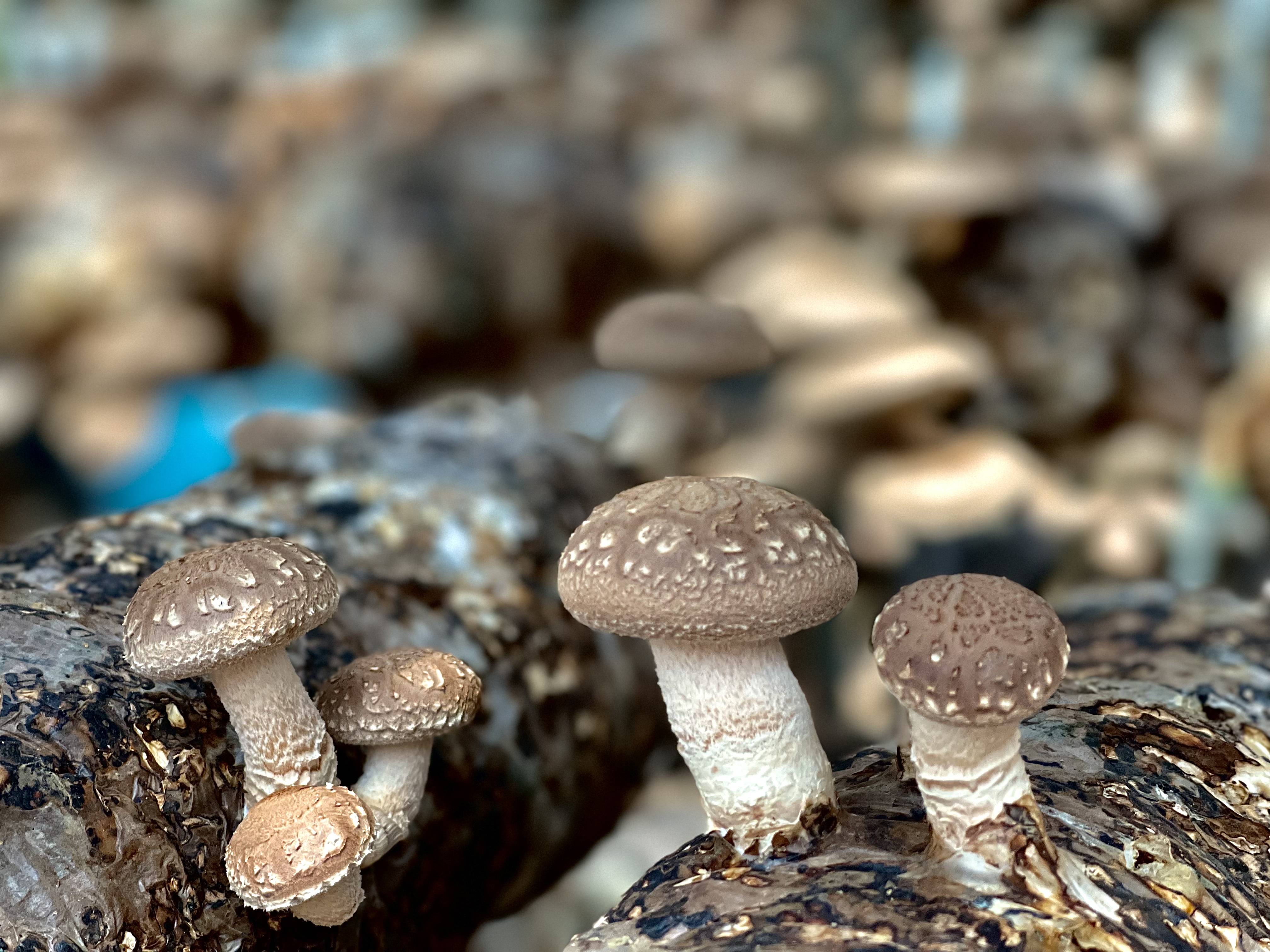 香菇种植方法和管理技术