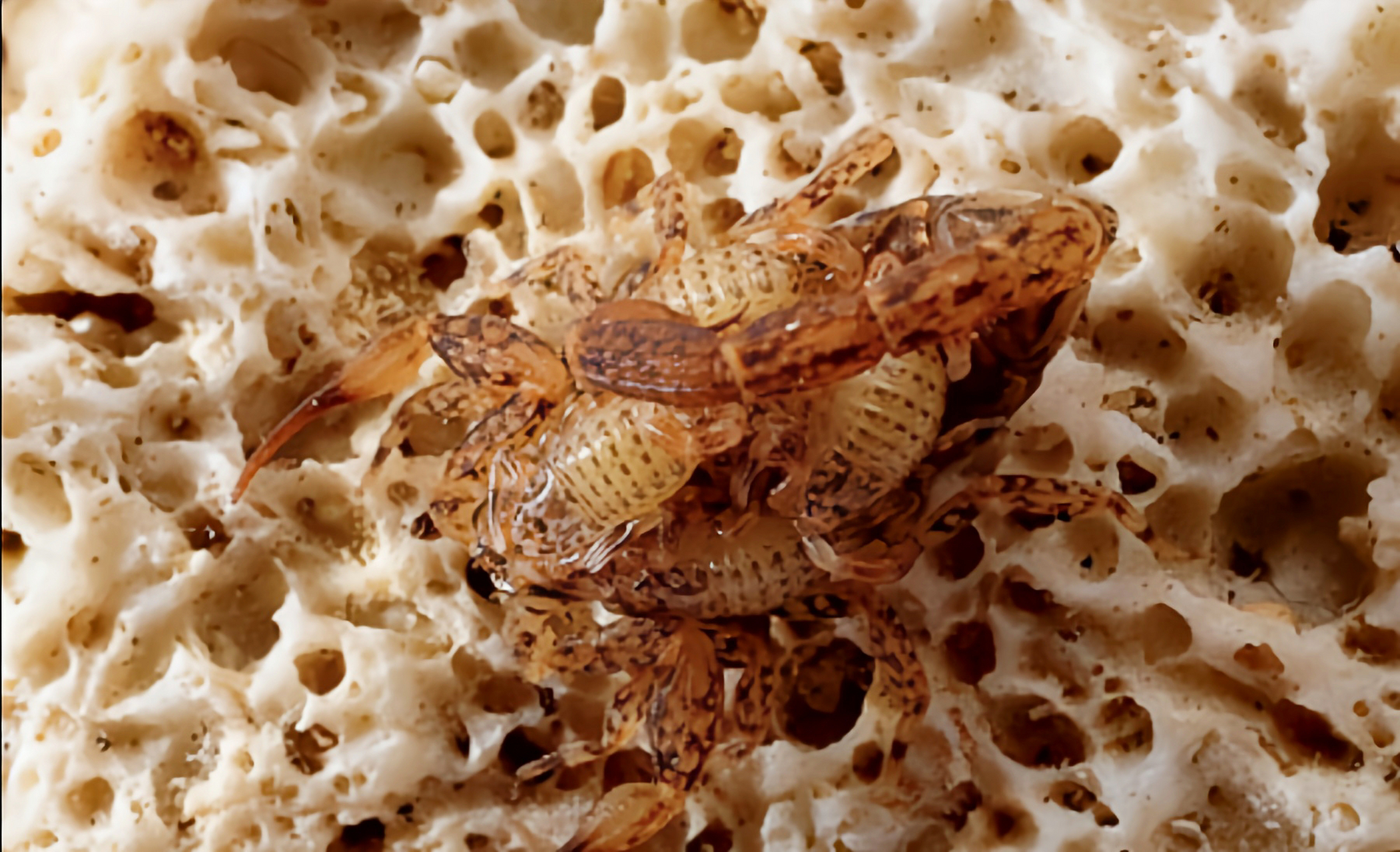 每天认识一种动物——迷你幽灵蝎 迷你幽灵蝎又名迷你微戾蝎,原产于北