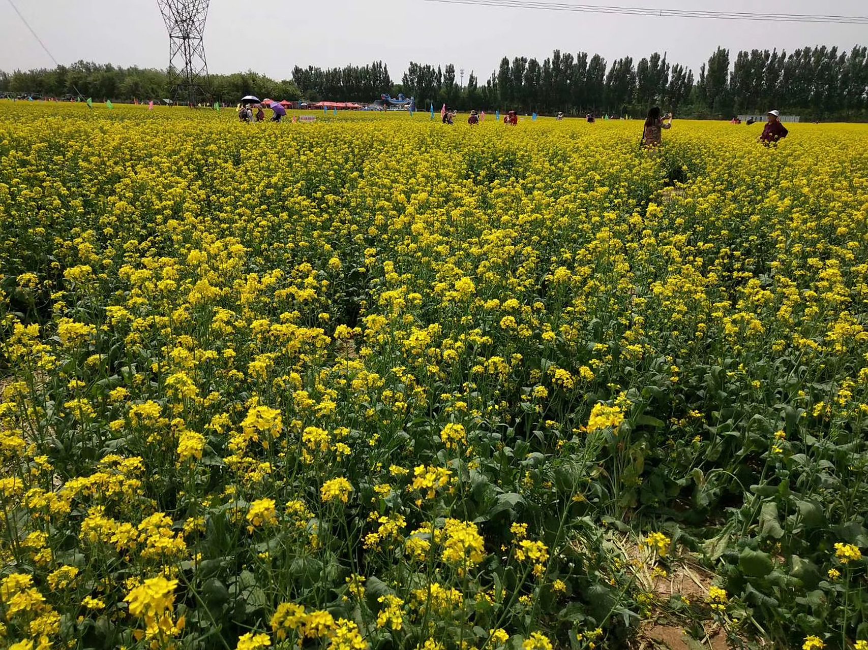 北京顺义油菜花田
