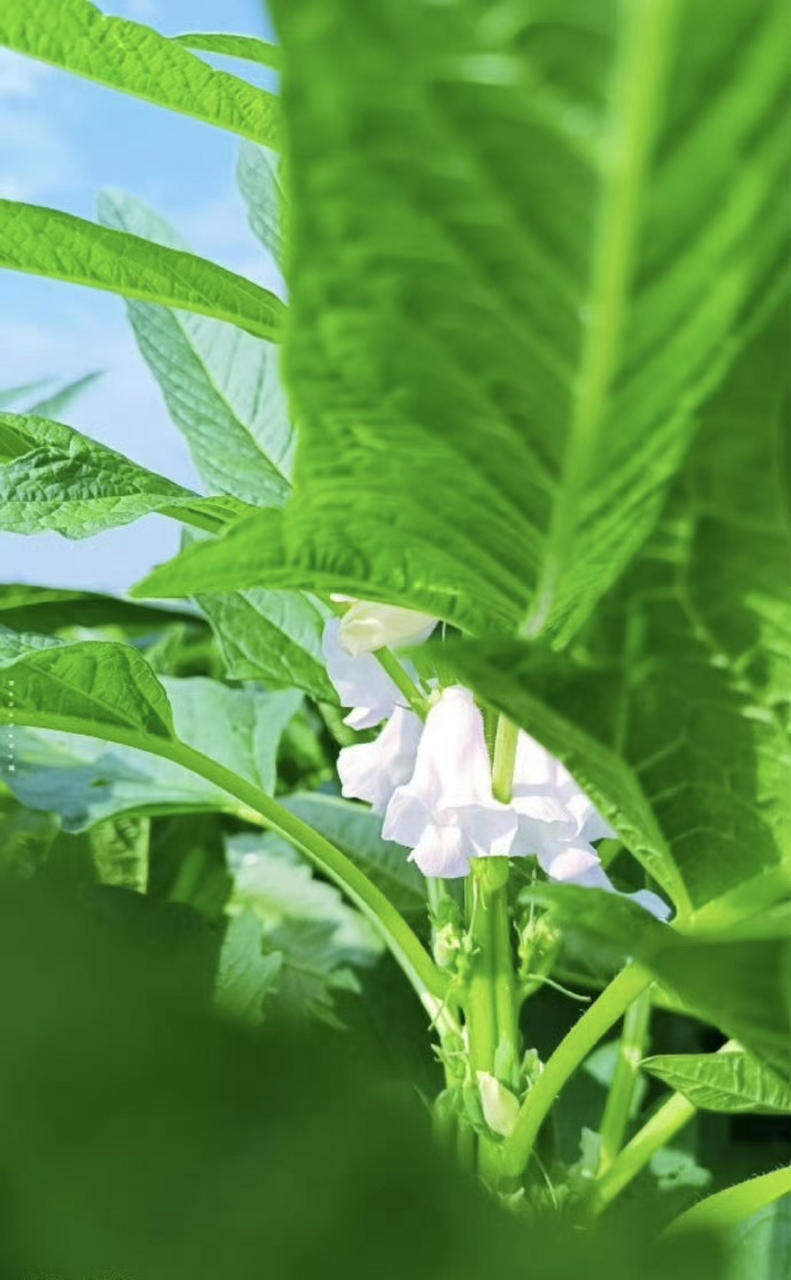 芝麻开花节节高