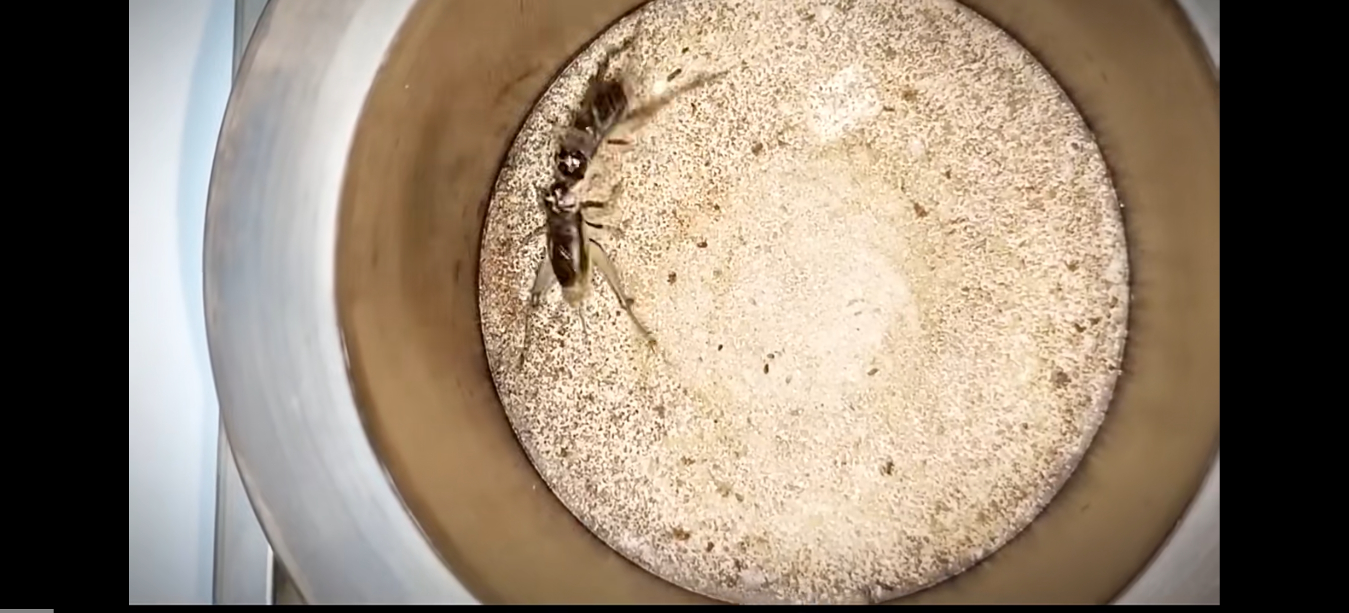 在西安某街道路边看到的大棺头蟋蟀∽ 蟋蟀又叫蛐蛐,古代人叫促织