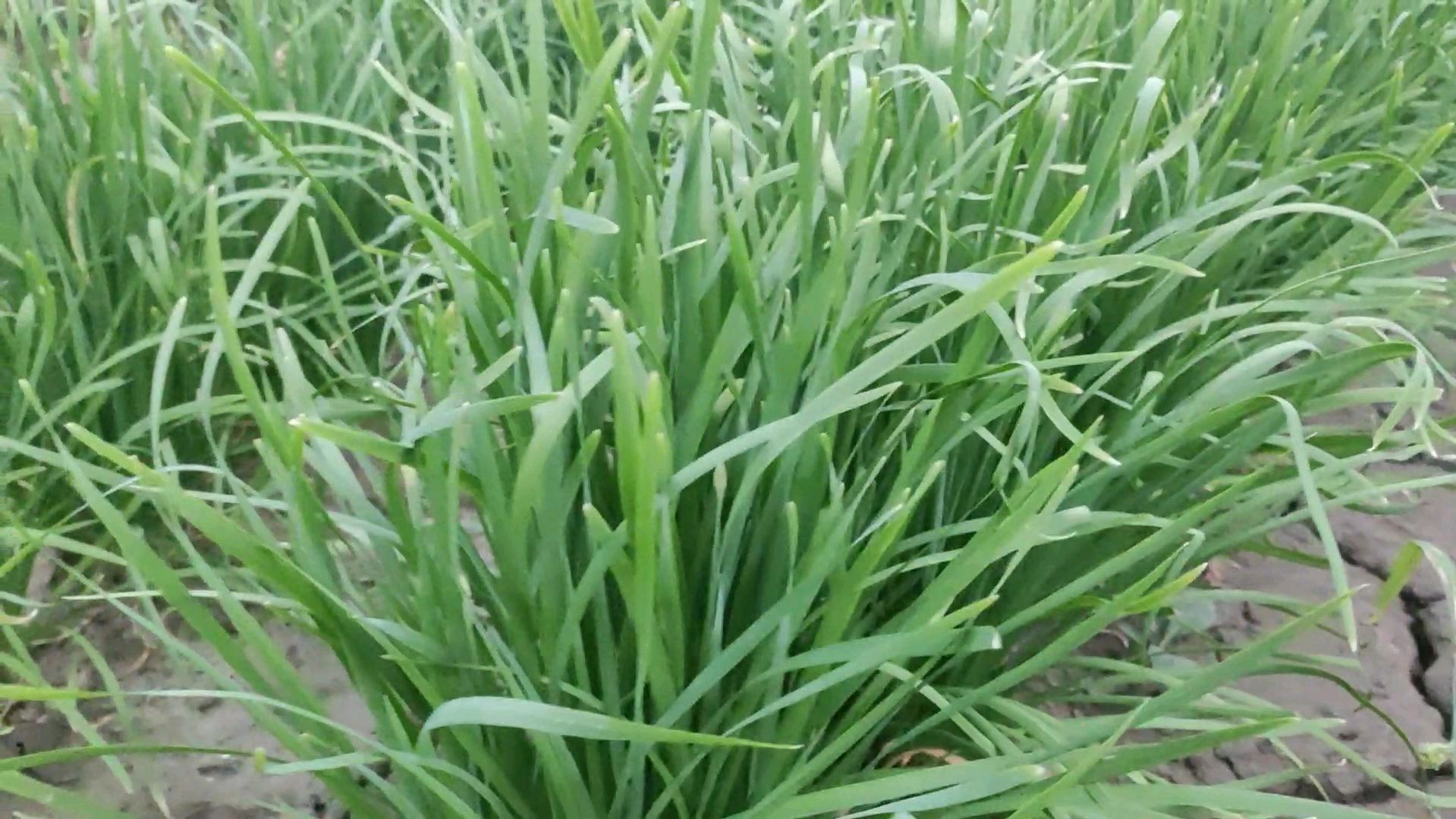 韭菜种植怎么管理长得旺，要及时掐花苔，这点真的很重要