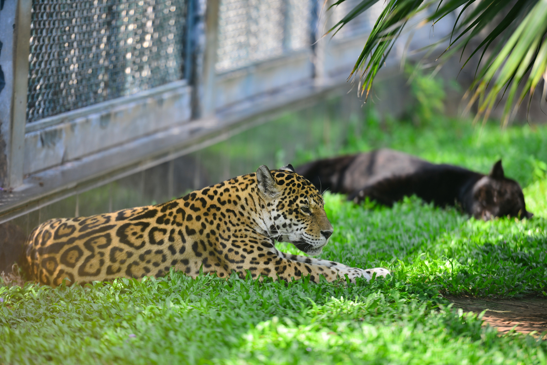 真是没有对比就没有伤害  "衡阳动物园"火了,不过是让人上火了,我在