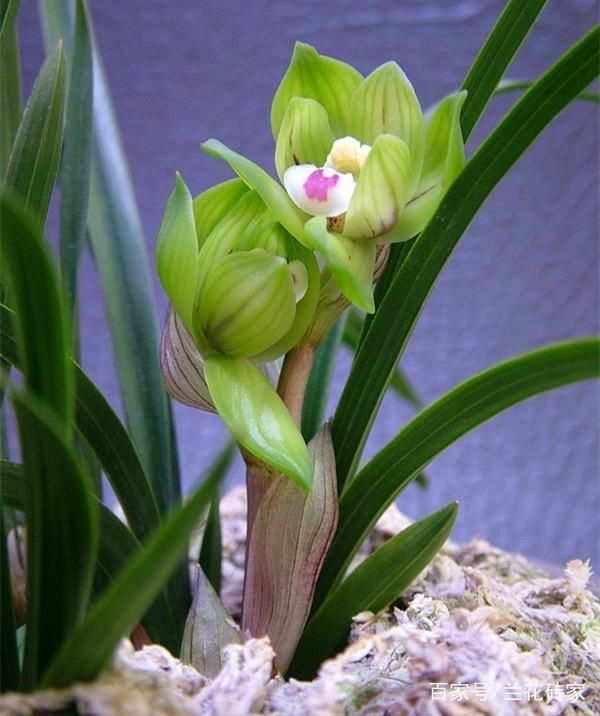 春兰秋菊,夏荷冬梅