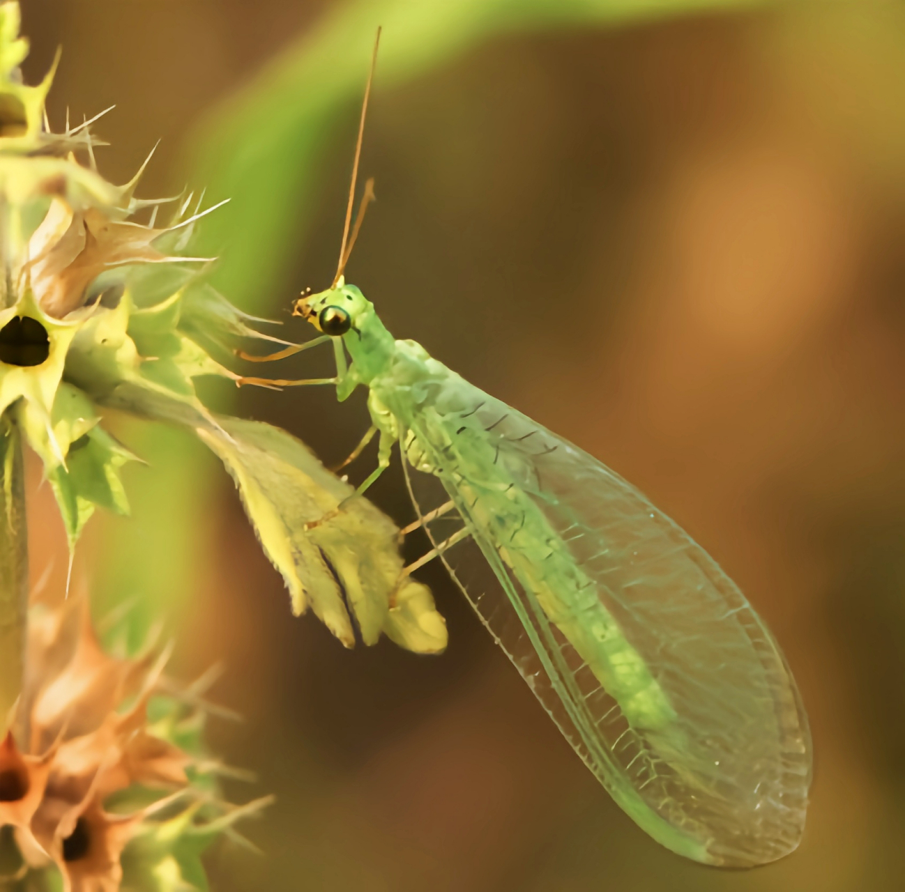 每天认识一种昆虫——大草蛉 大草蛉成虫长约1.4厘米,翅展约3.