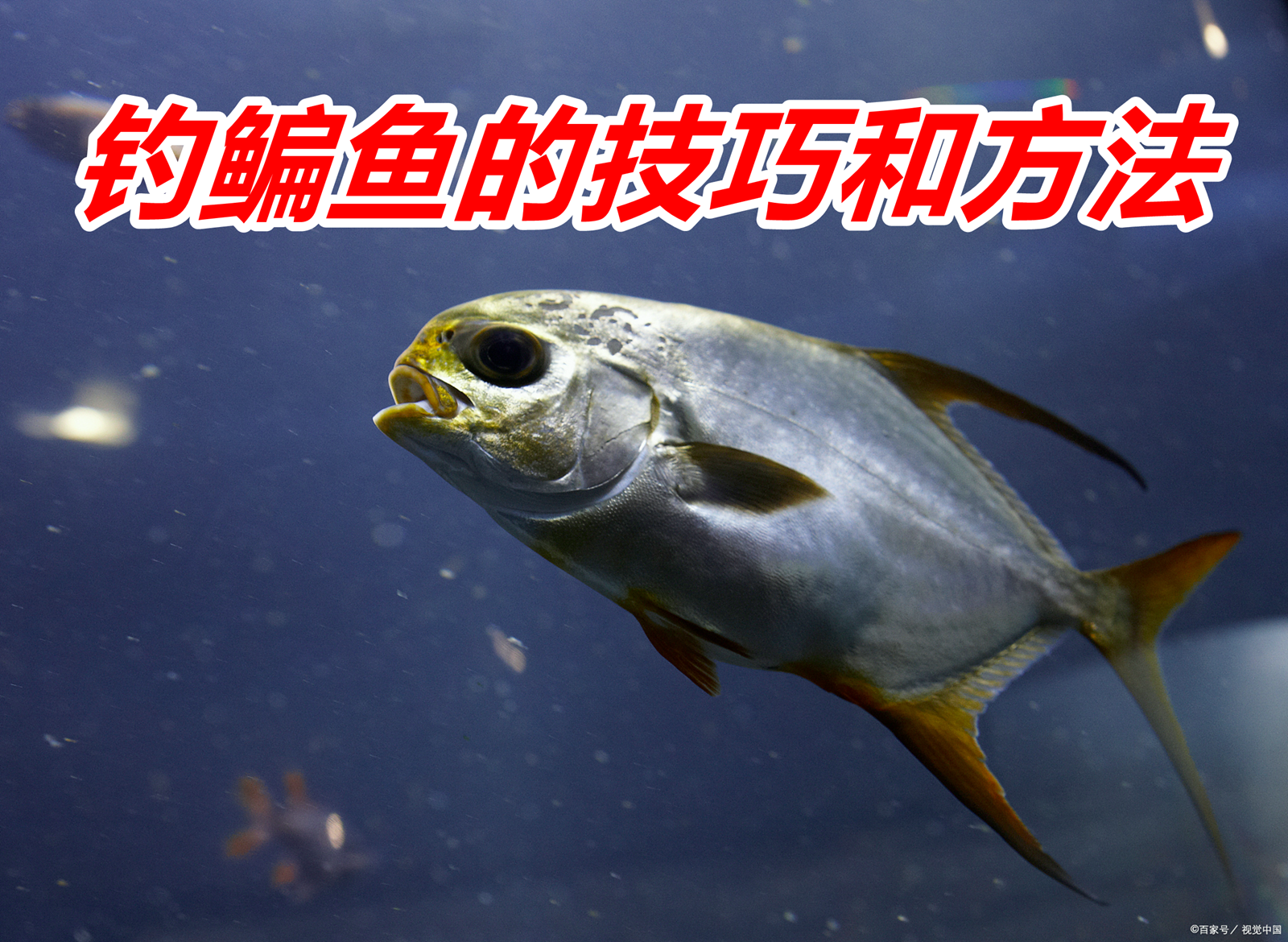 钓鳊鱼的技巧和方法鳊鱼,又称武昌鱼,是淡水鱼类中的一种常见鱼类.