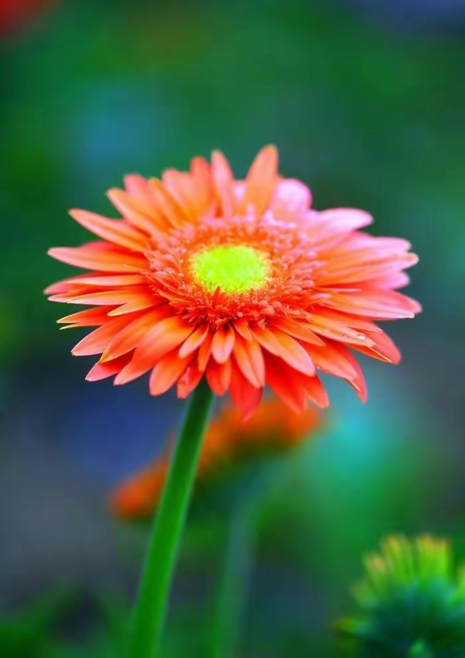 太阳菊也叫小雏菊,它有很多不同的品种,颜色也很多