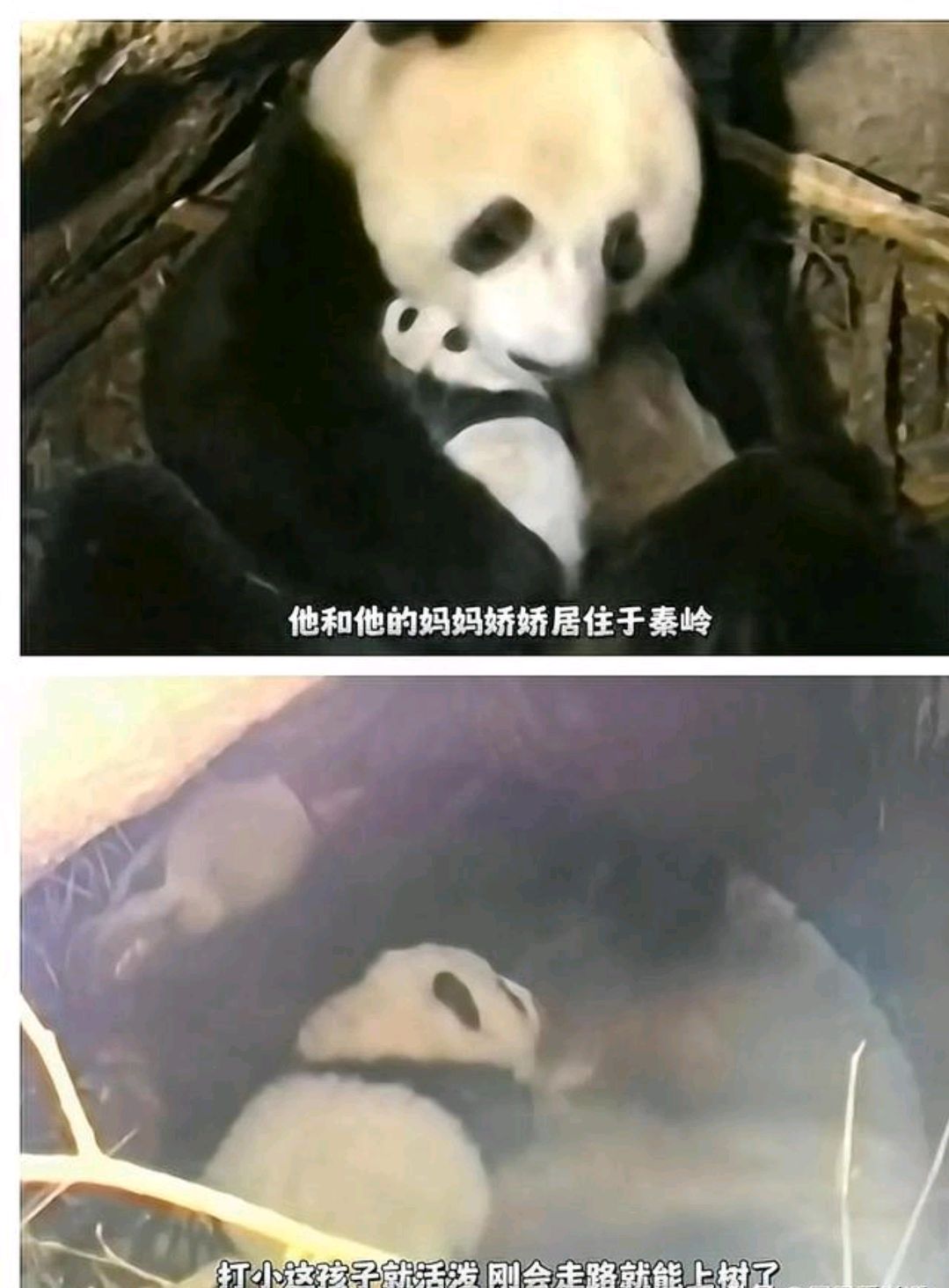 秦岭小霸王熊猫虎子图片