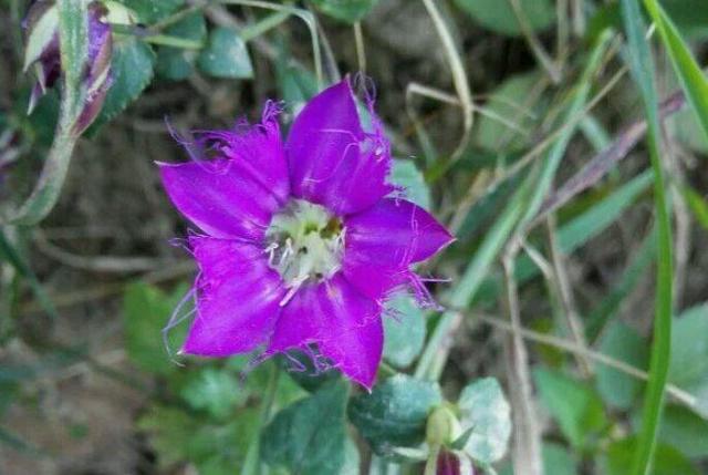 花冠:無法盛開的花