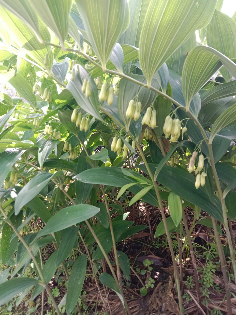 玉竹        别名:萎蕤,黄脚鸡 形态:多年生草本.