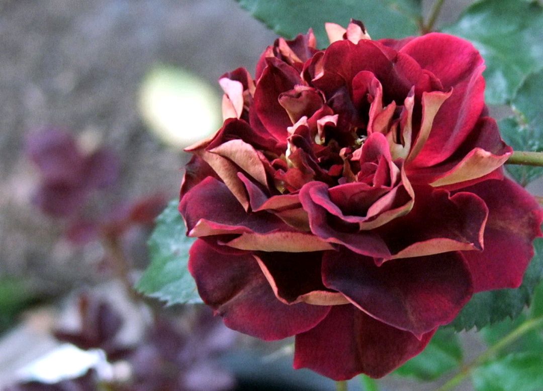 马萨德精品月季:路易斯·弗兰西亚(louis francia)