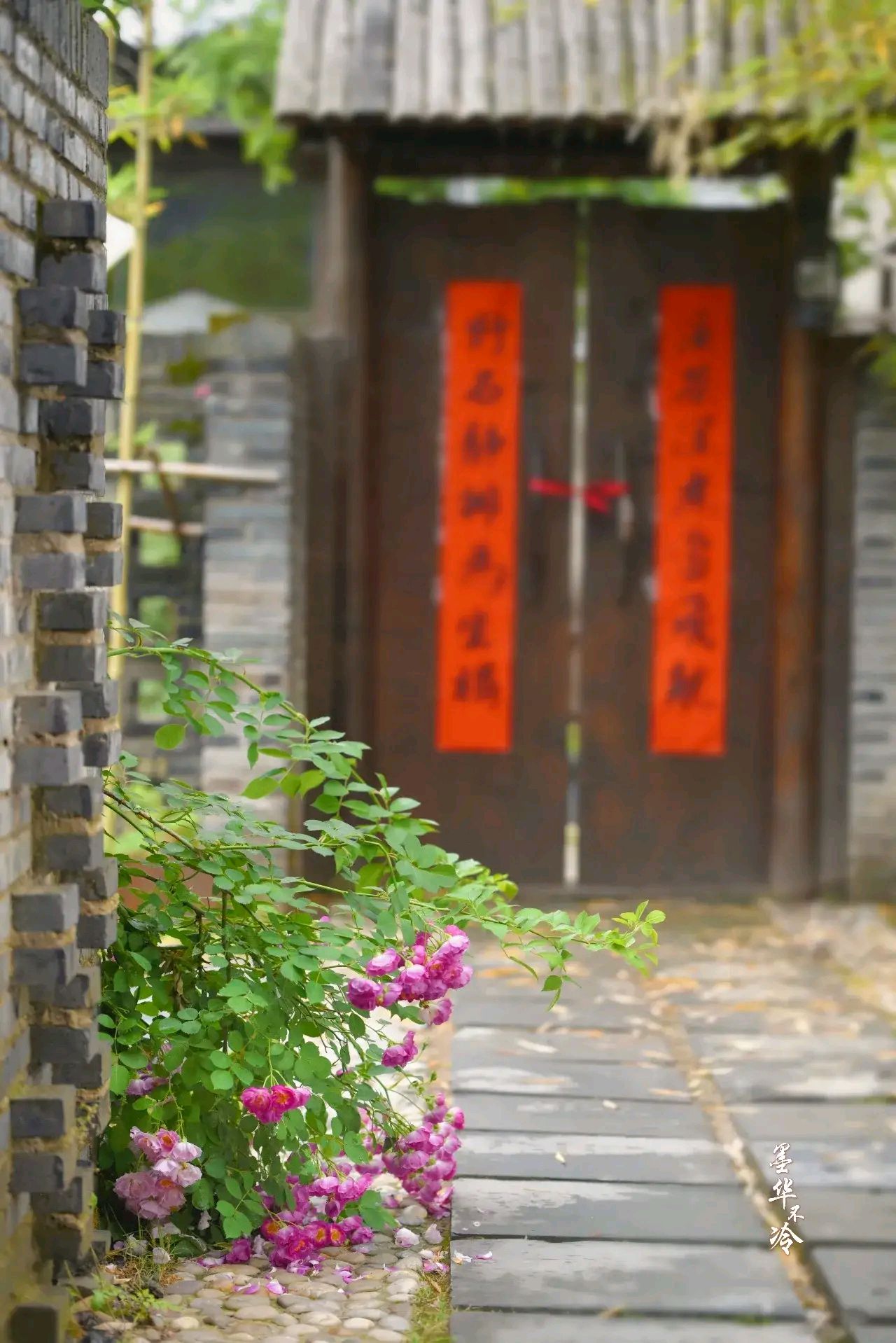 蔷薇小院,柴门栅栏,青砖粉墙