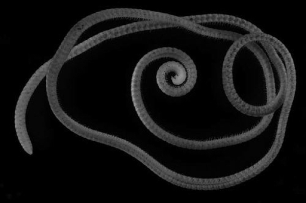 终于有答案,科学家发现1306条腿的千足虫