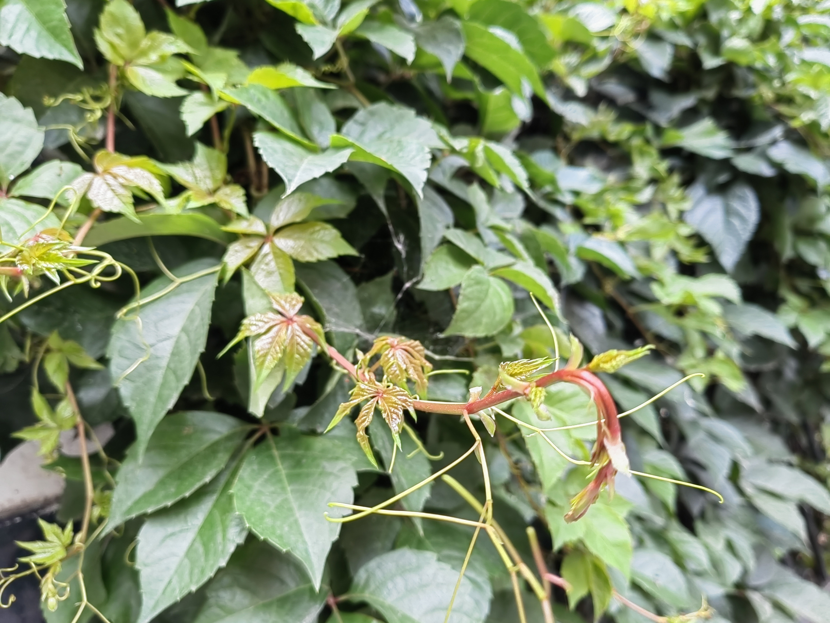 五叶地锦(五叶爬山虎)好是好,一长一大片,用于铺地或怕围栏都挺好的
