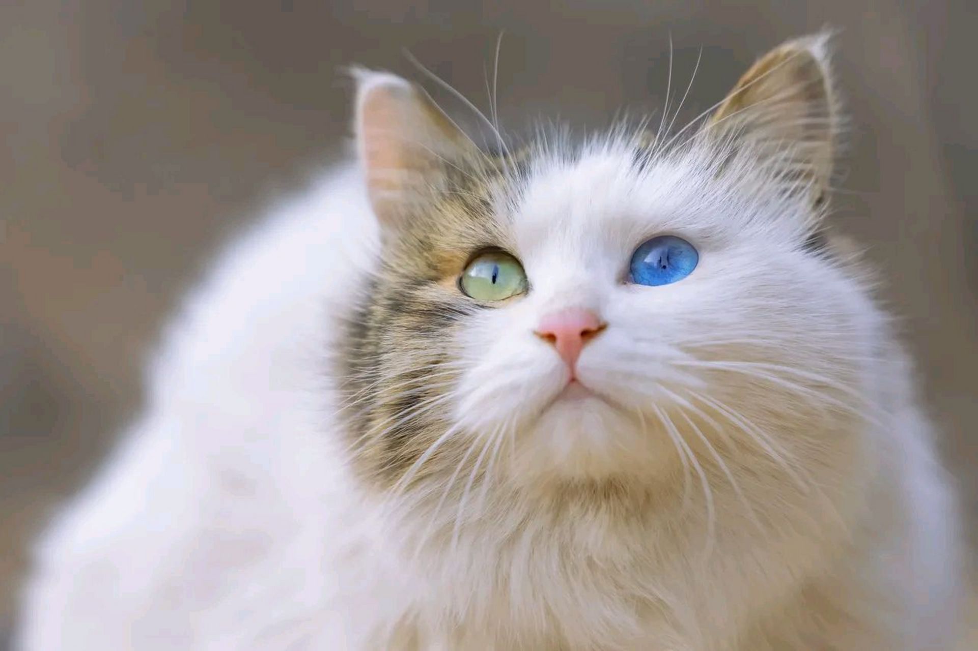 我拍过很多异瞳猫,狸白的也有几只,但像这样蓝绿异瞳,蓝得如此深邃