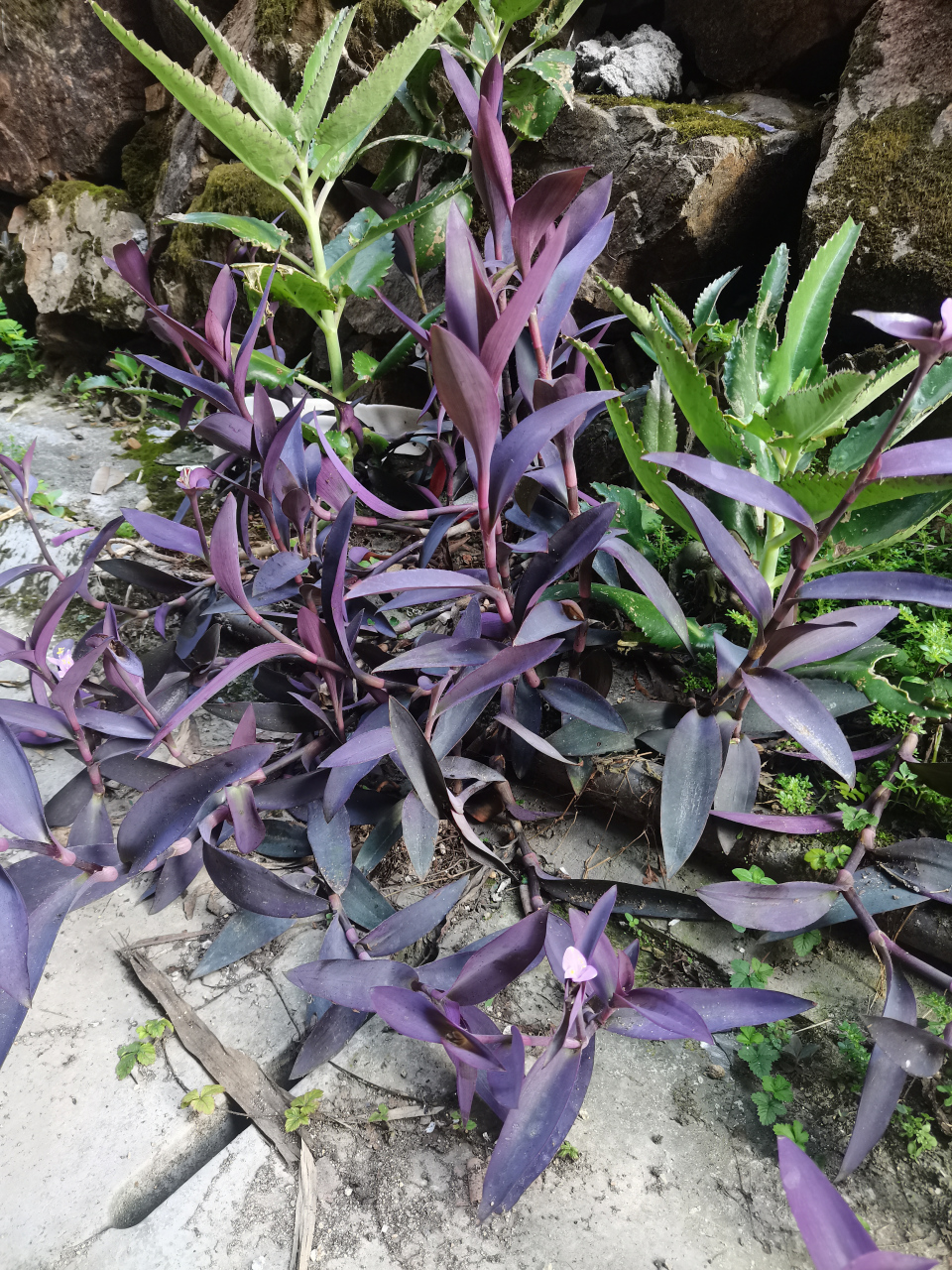 农村路边看到一棵紫竹梅icon,挺大棵的,长的很好,夏天这么热的天气都