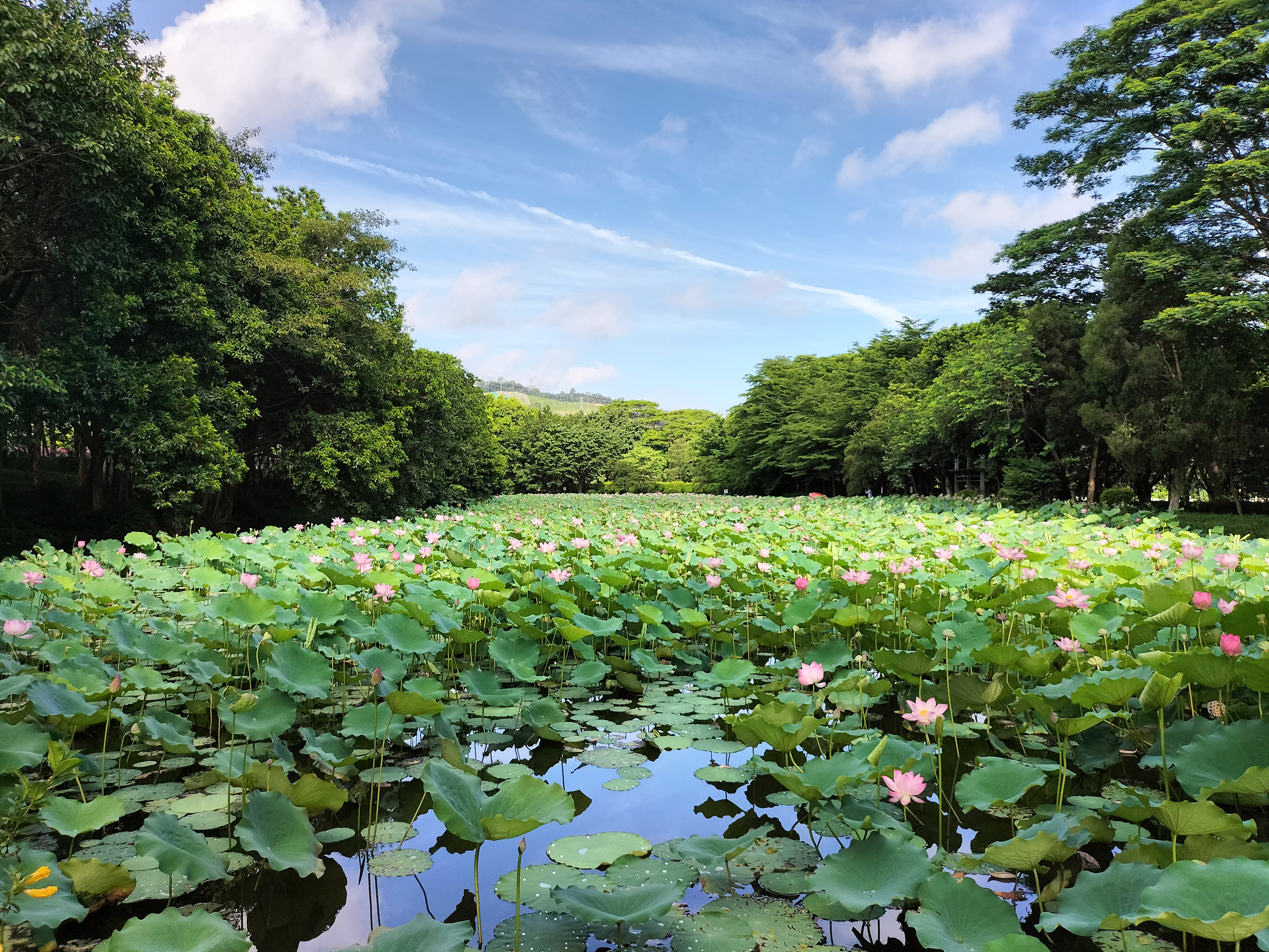 蓝天白云下的荷塘