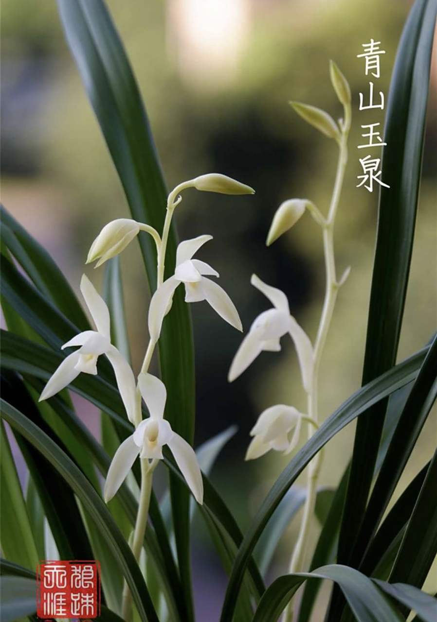 盛夏时节,建兰青山玉泉正迎来了她的花朵盛开期,散发出令人陶醉的清幽