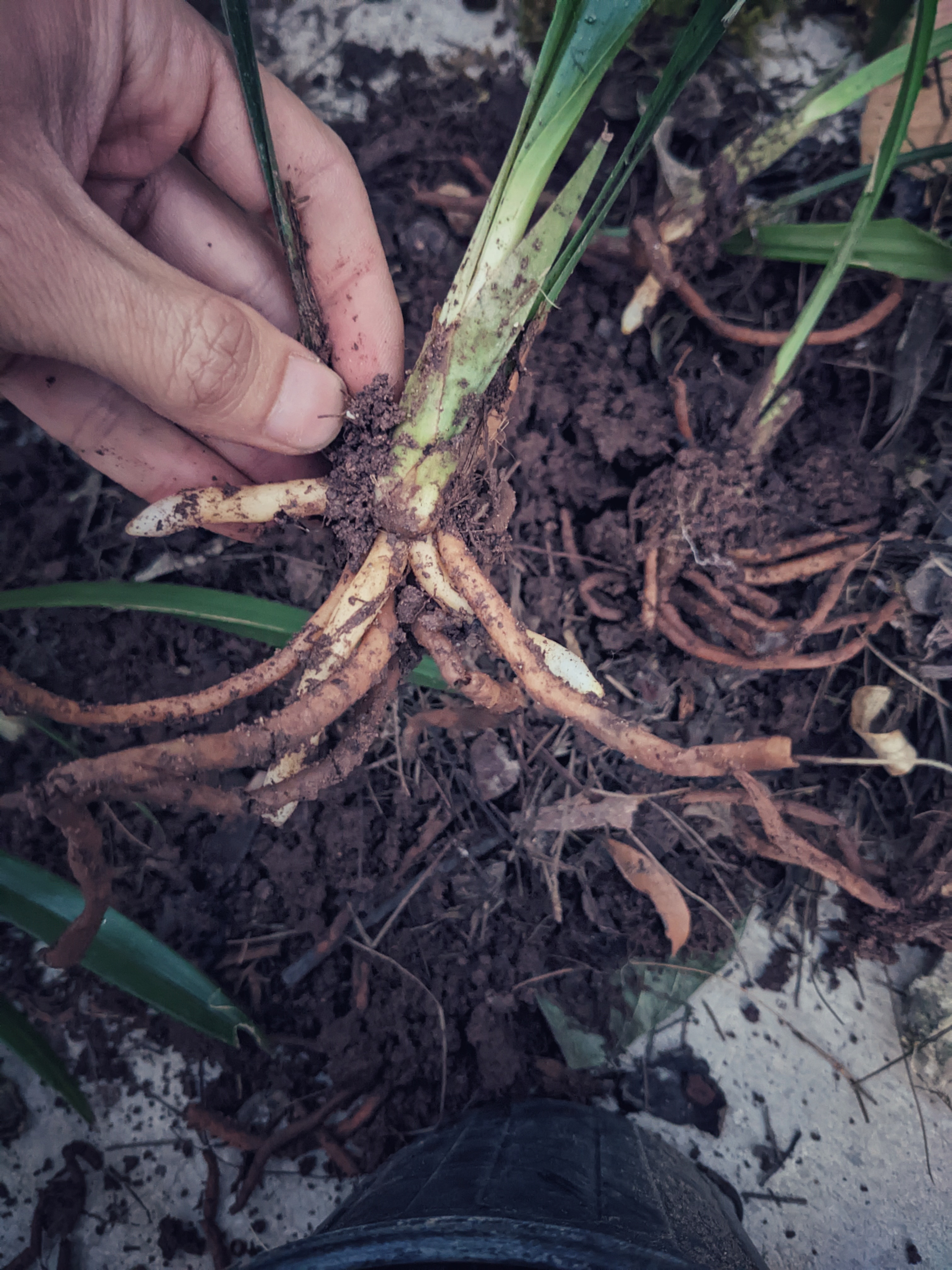 兰花有些空根,烂根并不是浇水不当,植料结板,通风不佳造成的