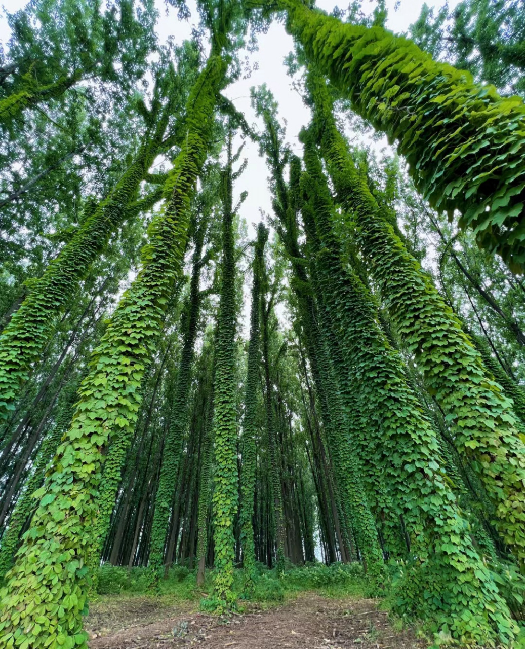 这是什么树   长得这么好看