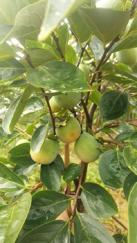 适合庭院种植的脆甜柿子树