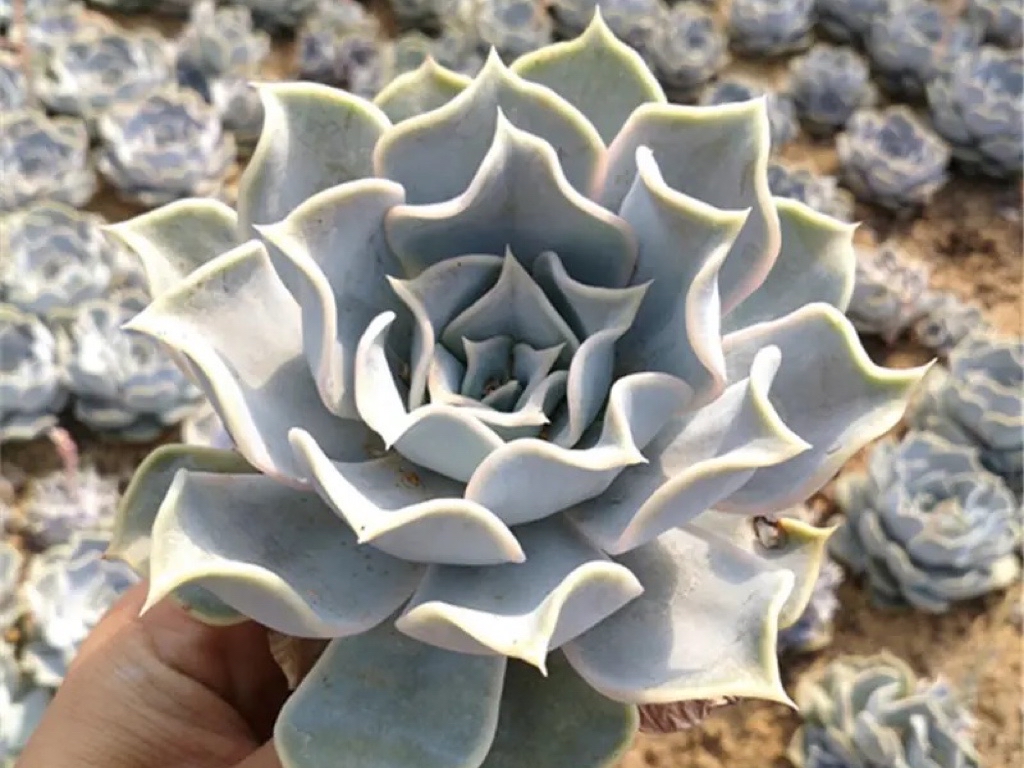 多肉植物当中的三胞胎:丽娜莲,露西娜和露娜莲,该如何区分呢?